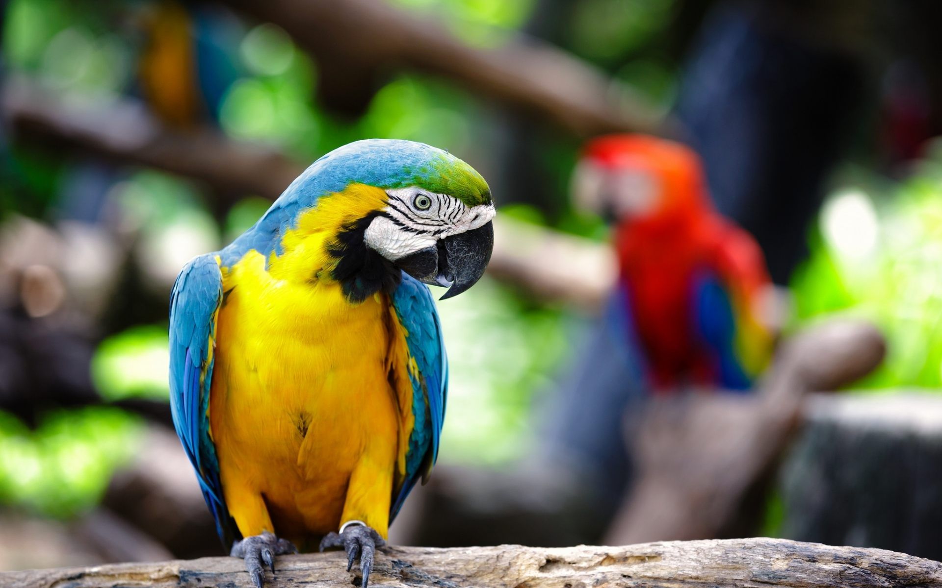Download Picture For Macaw Parrot Beverley Mason Parrots