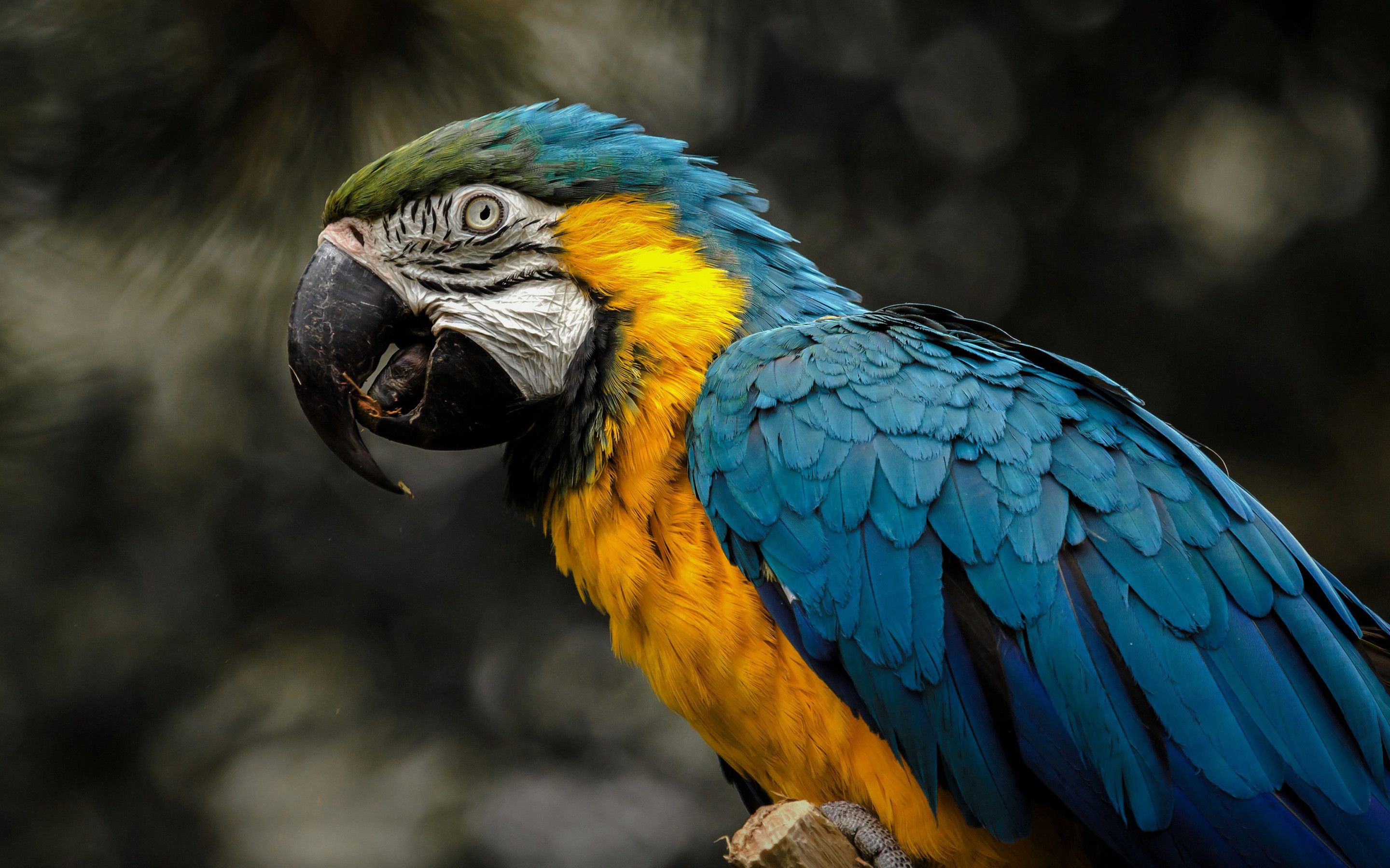 Macaw Parrot HD Wallpaper 1080p The Galleries Of HD