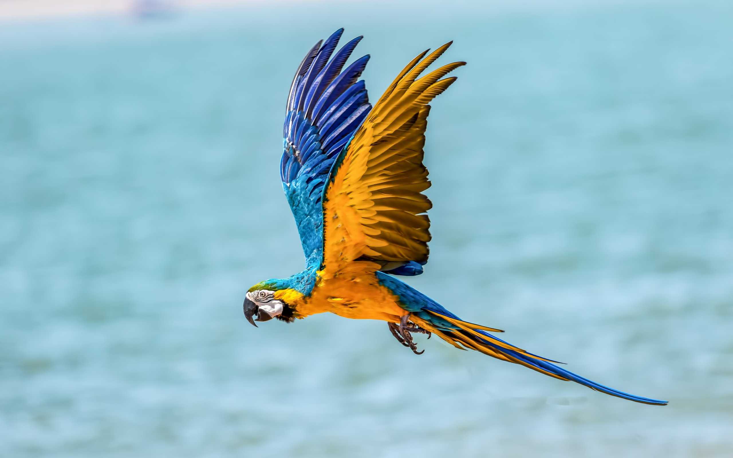 Macaw Bird 5K HD Wallpaper (2560x1600)