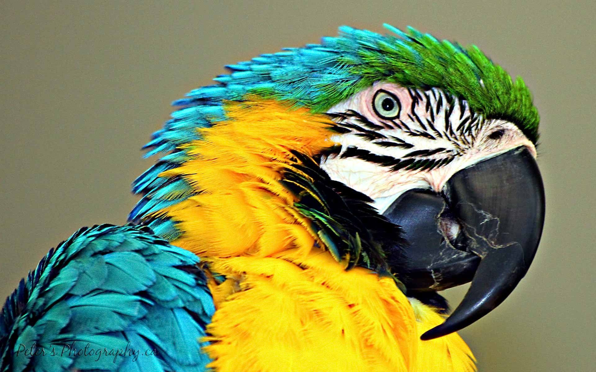 macaw, Parrot, Bird, Tropical, 14 Wallpaper HD / Desktop