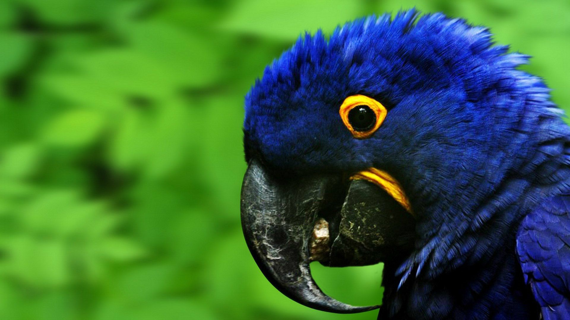 Free download Macaw Parrot HD Wallpaper Macaw Picture HD Image