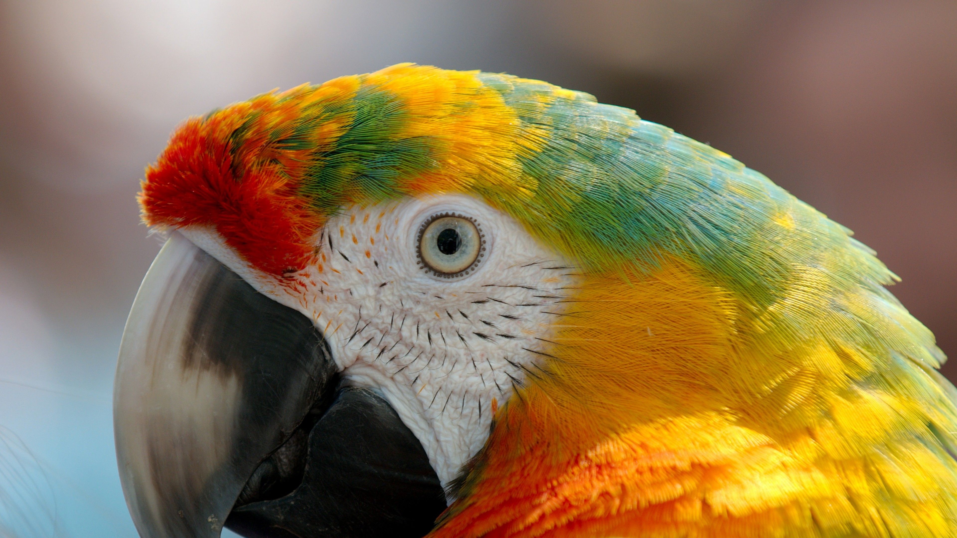 Parrot Macaw, HD Birds, 4k Wallpaper, Image, Background, Photo