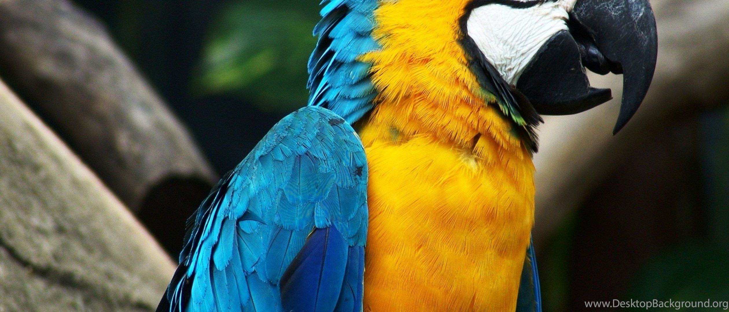 Blue yellow macaw parrot HD Desktop Background