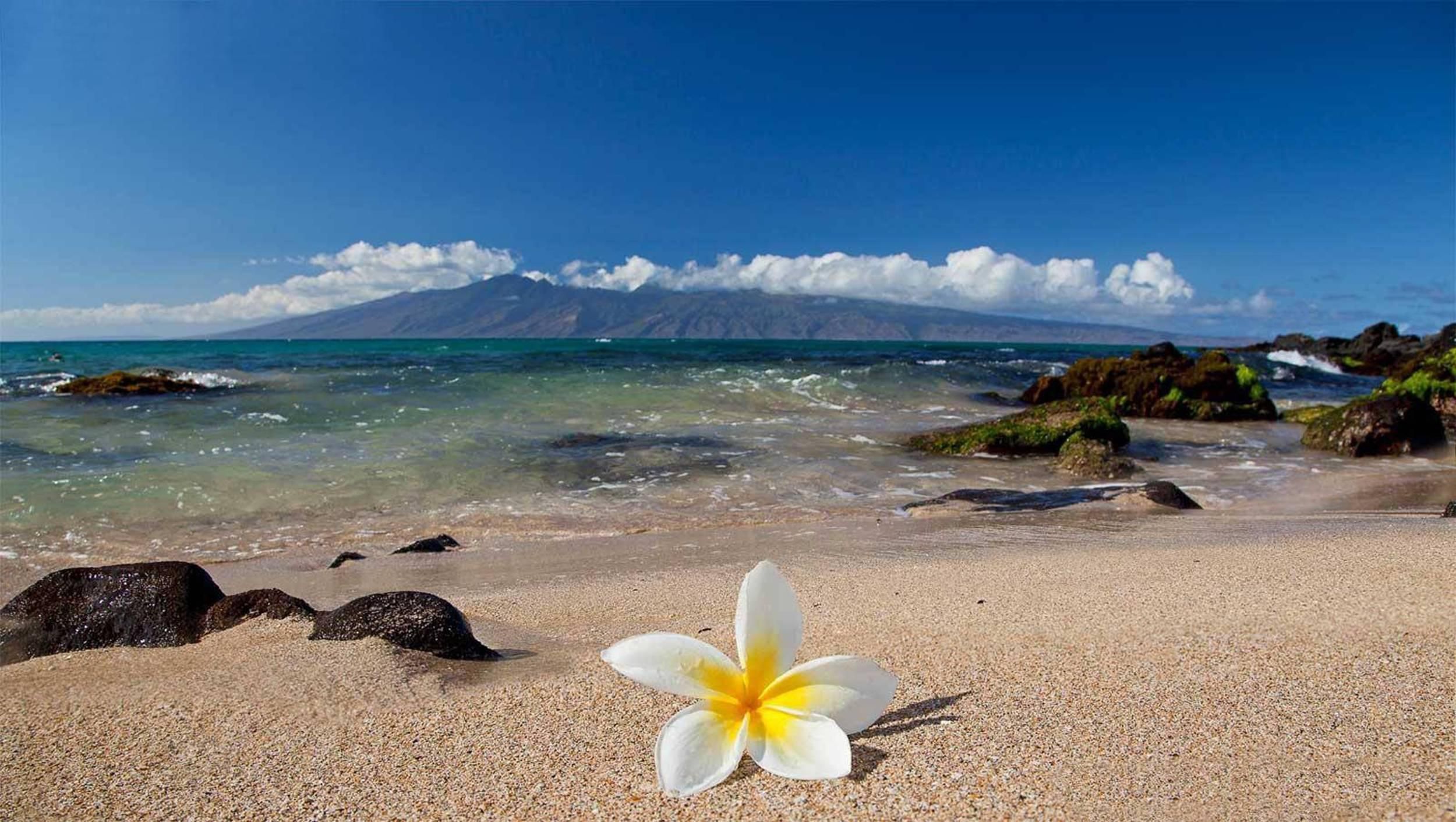 Hawaii Flower Wallpaper High Quality For Desktop Wallpaper