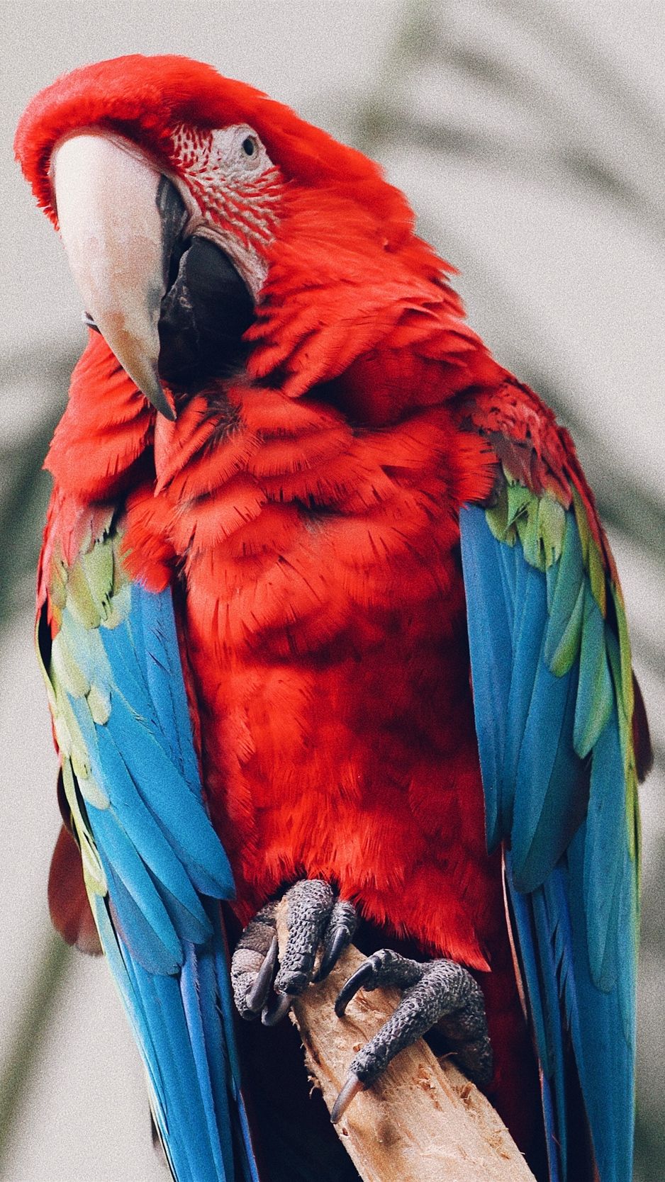 Wallpaper Parrot, Macaw, Bird, Tropical 7 Parrot