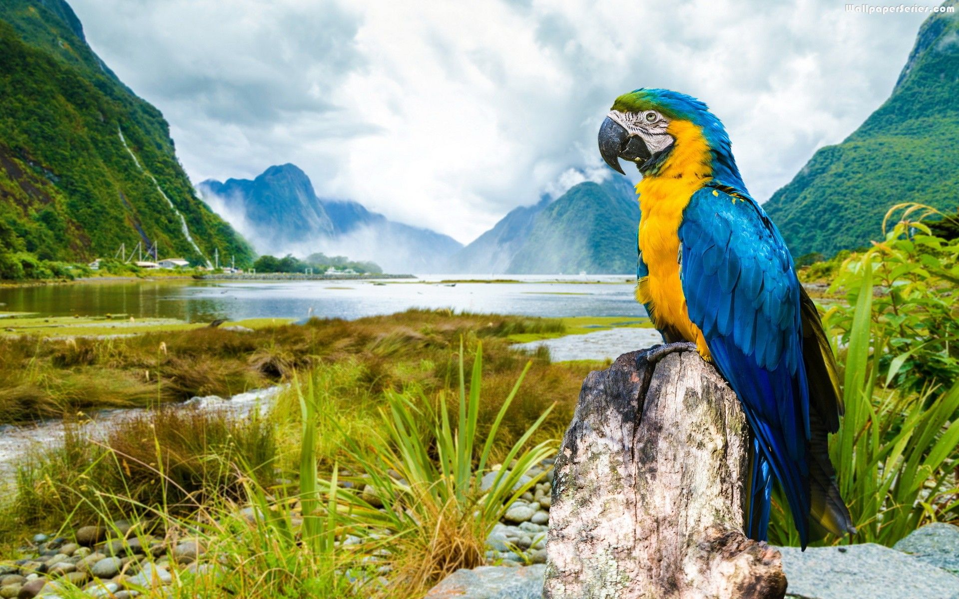 Desktop image of macaw bird download