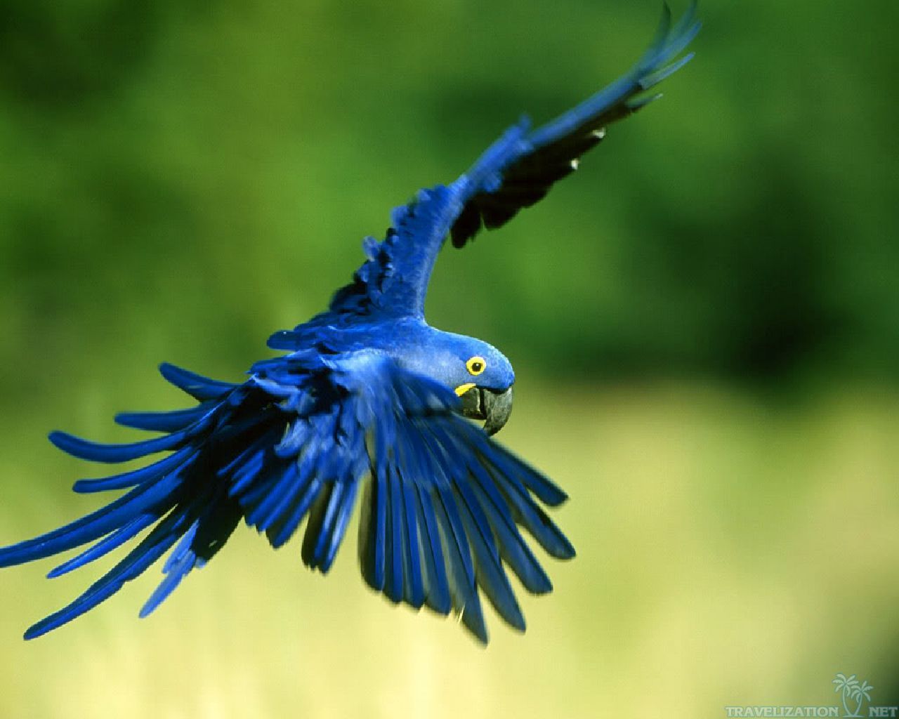 Free download Macaw Hunting Parrot Wallpaper 1280x1024 pixel