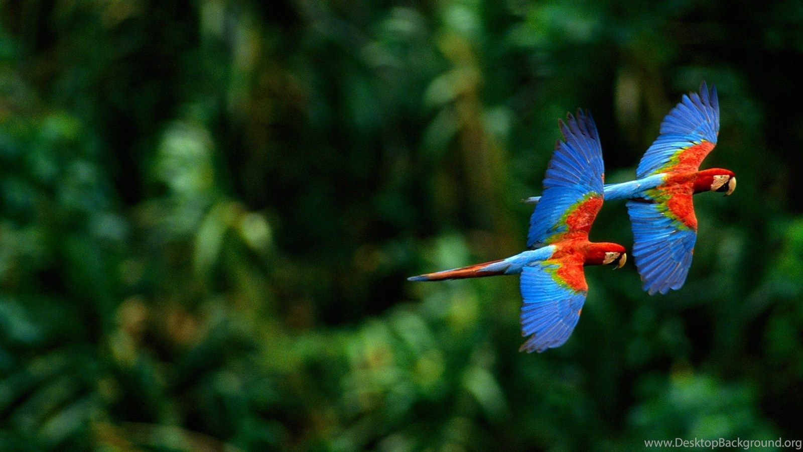 Macaw Parrot HD Wallpaper Desktop Background