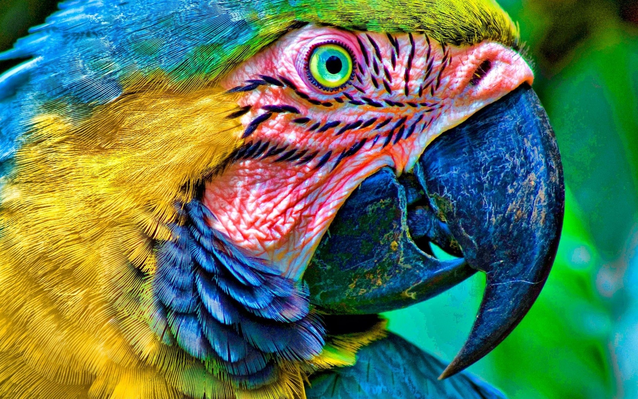 blue nature yellow birds parrots macaw 2560x1600 wallpaper High