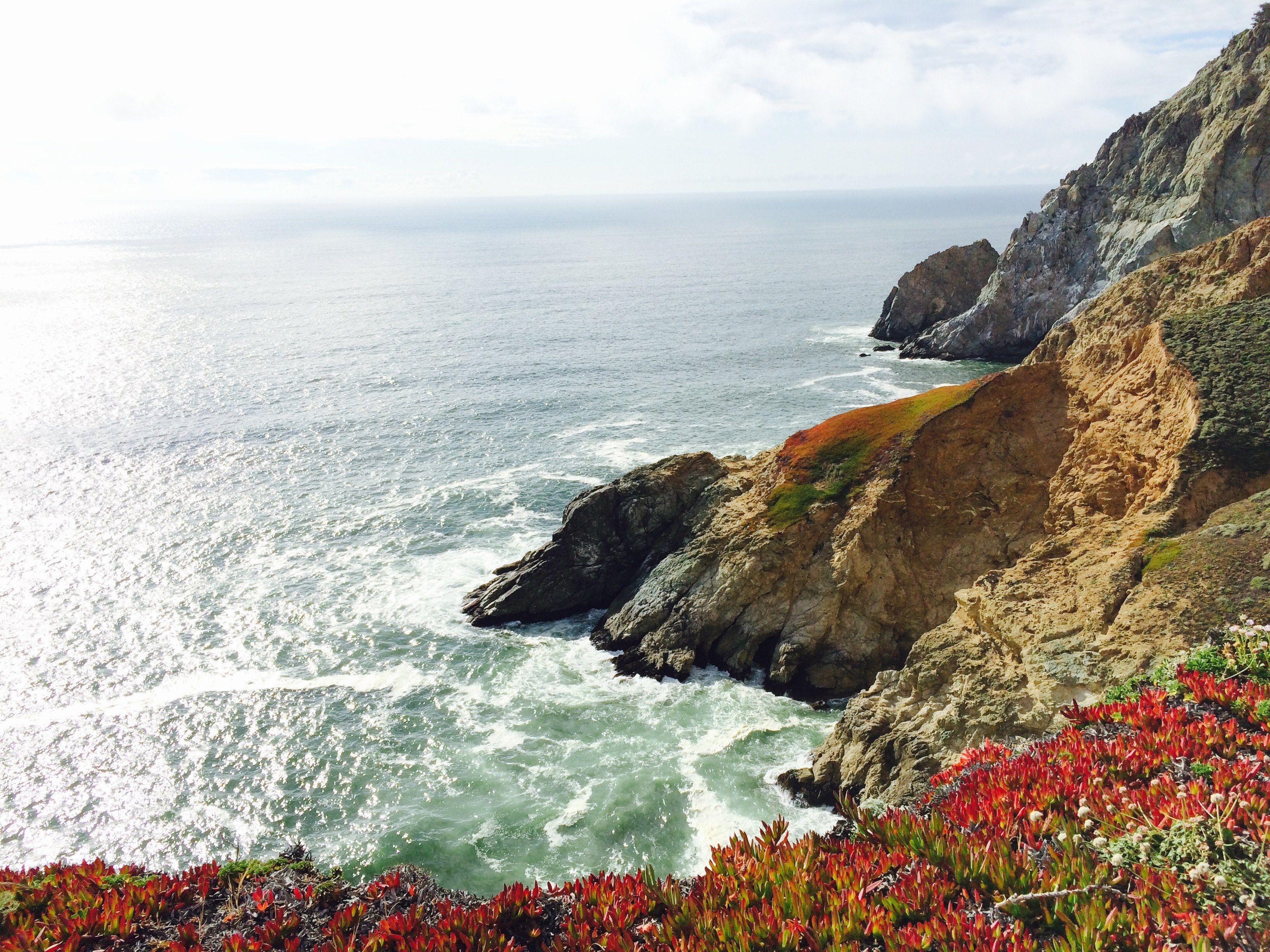 cliff edge with flowers overlooking rocky ocean coastline at