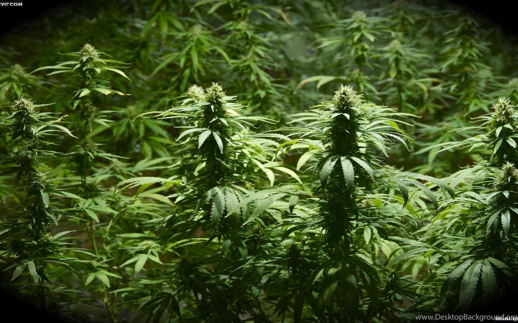 Weed Wallpaper 4d HD Wallpaper Desktop Background