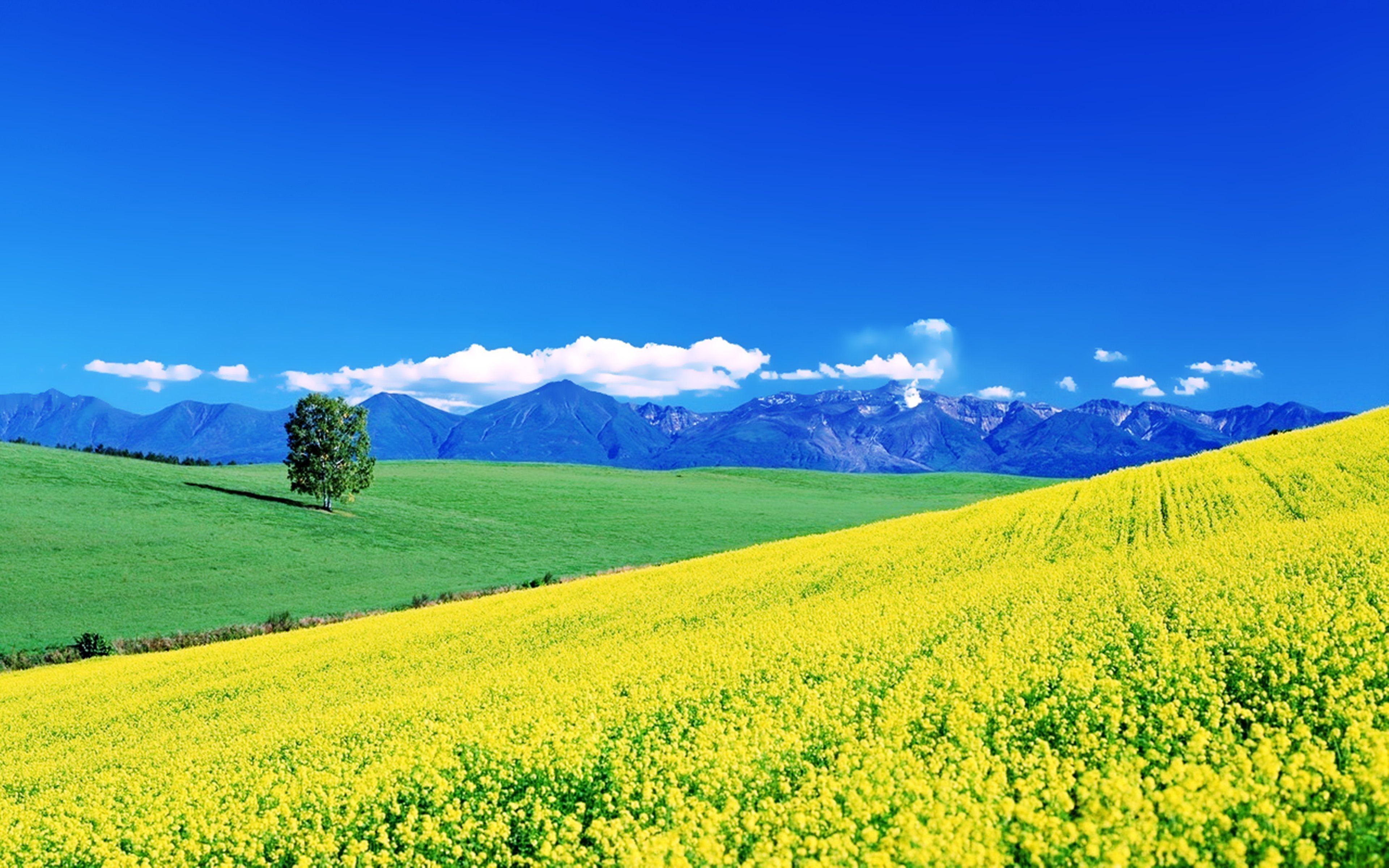 Flowers yellow fields spring earth nature landscapes sunny sky mountains hills trees green grass beauty wallpaperx2400