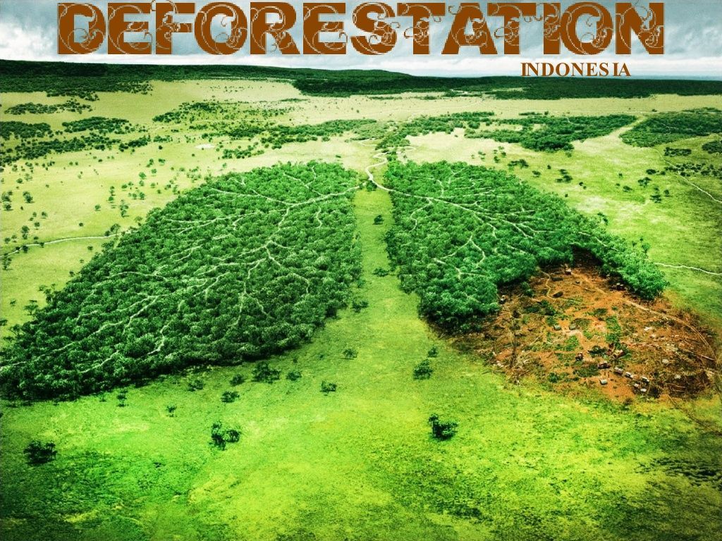 Deforestation indonesia on slideshare