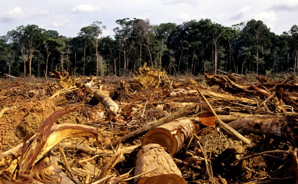 Brazil Rainforest Deforestation