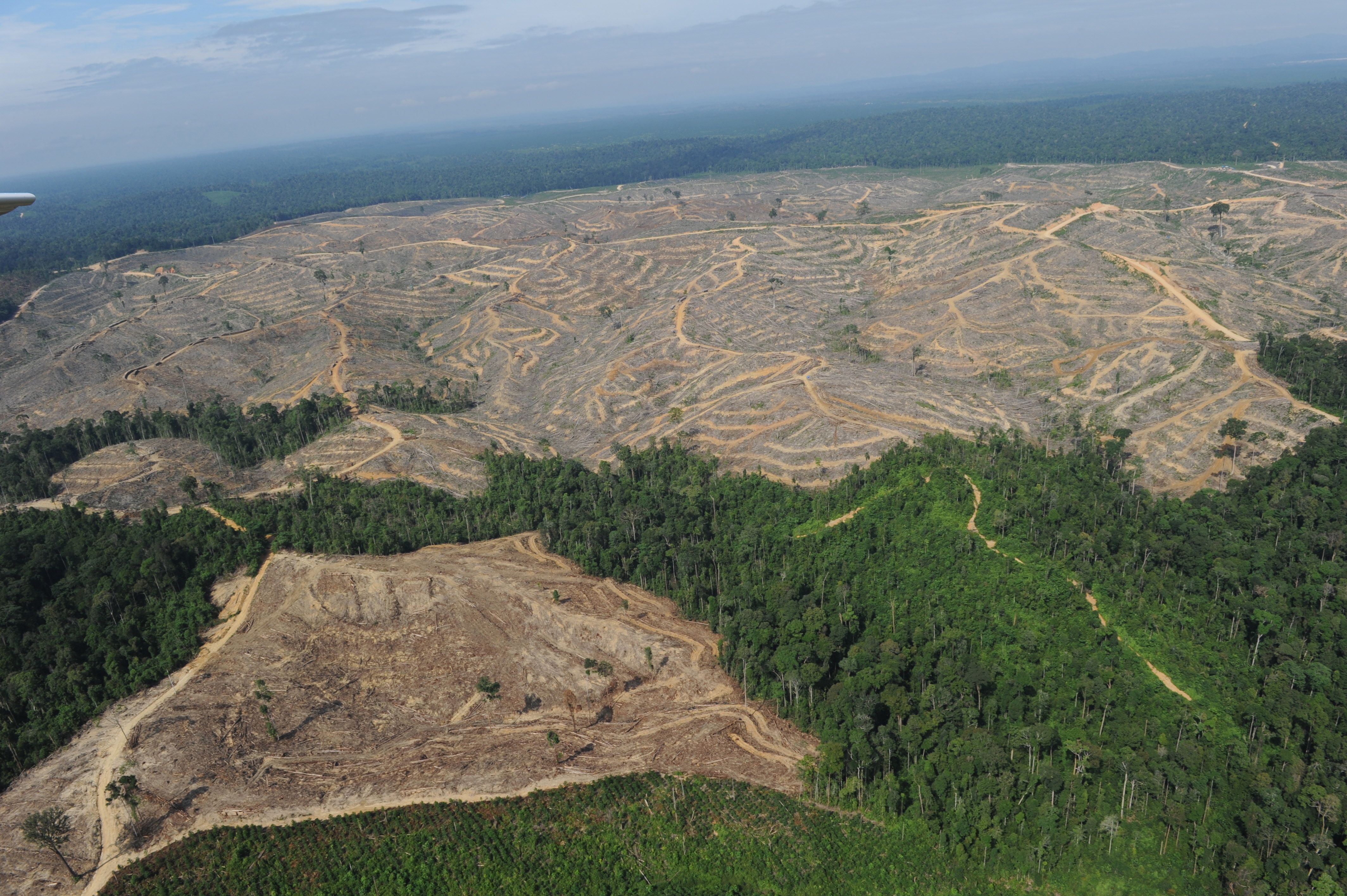 4256x2832px Deforestation (3492.95 KB).04.2015
