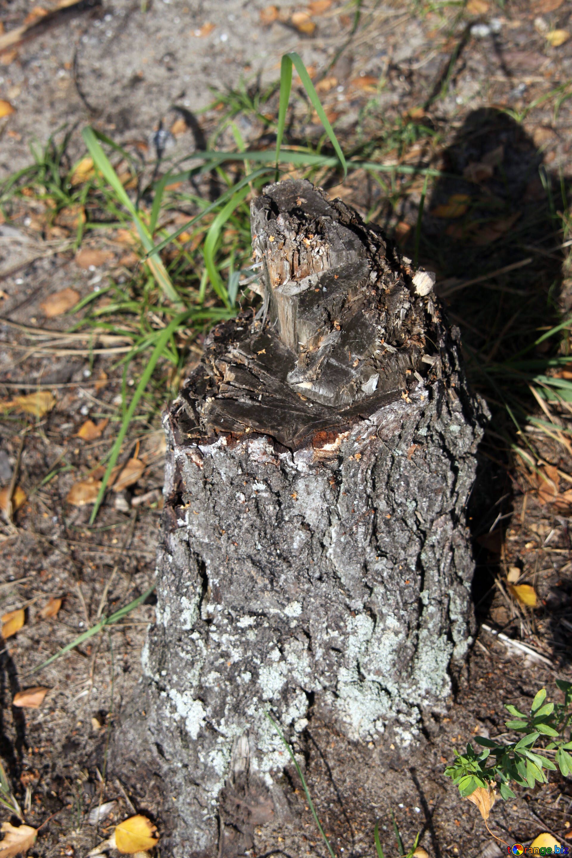 Tree stumps deforestation ecology № 5518
