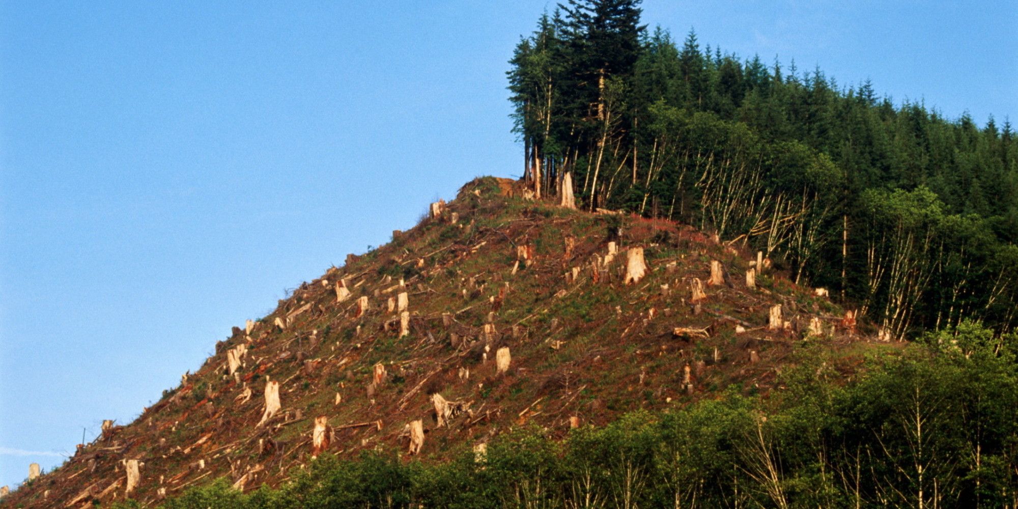 2000x1000px Deforestation (498.49 KB).08.2015