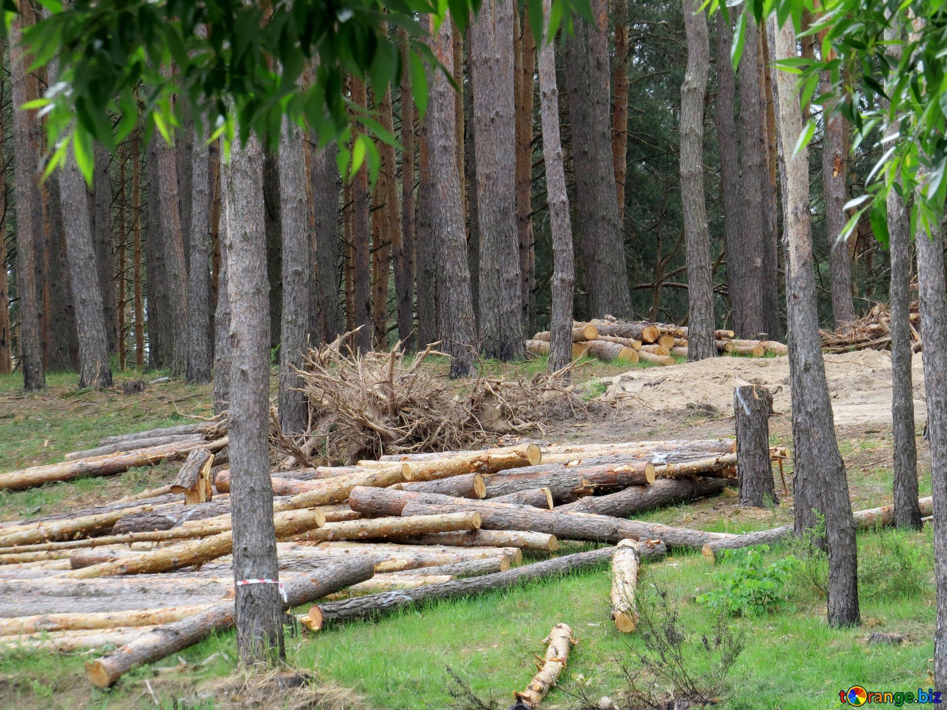 Felled trees deforestation ecology № 24705
