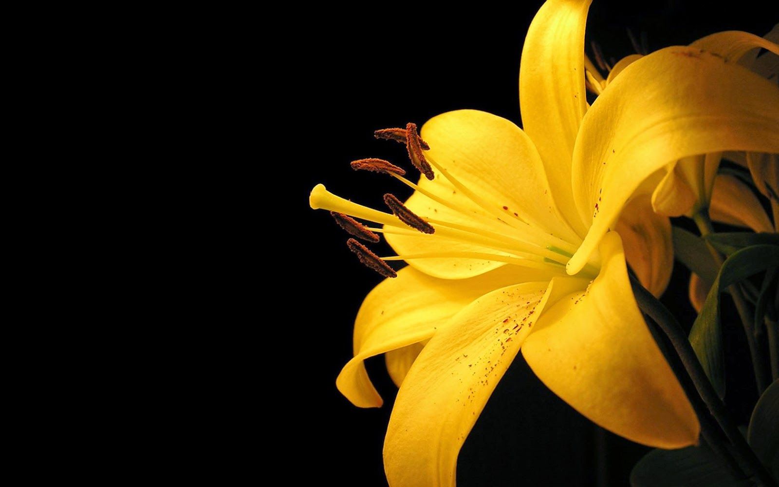 picture of Yellow Lily Flower