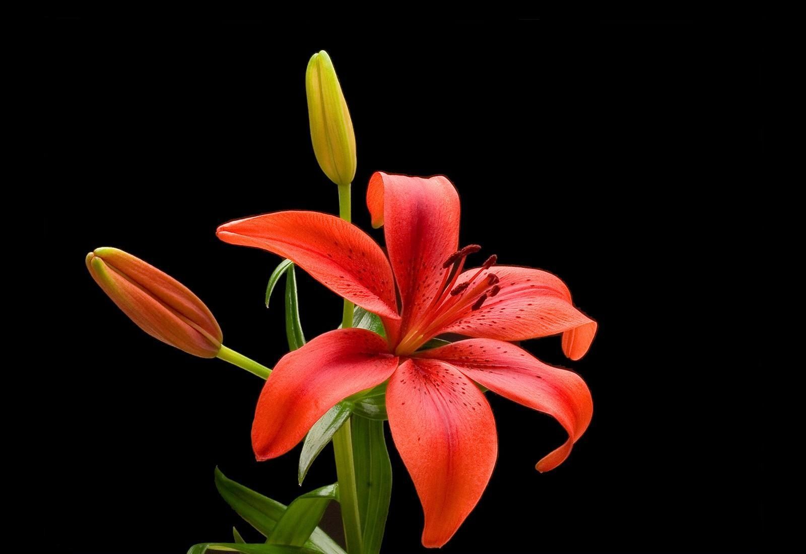 Red Lily Flower Wallpaper