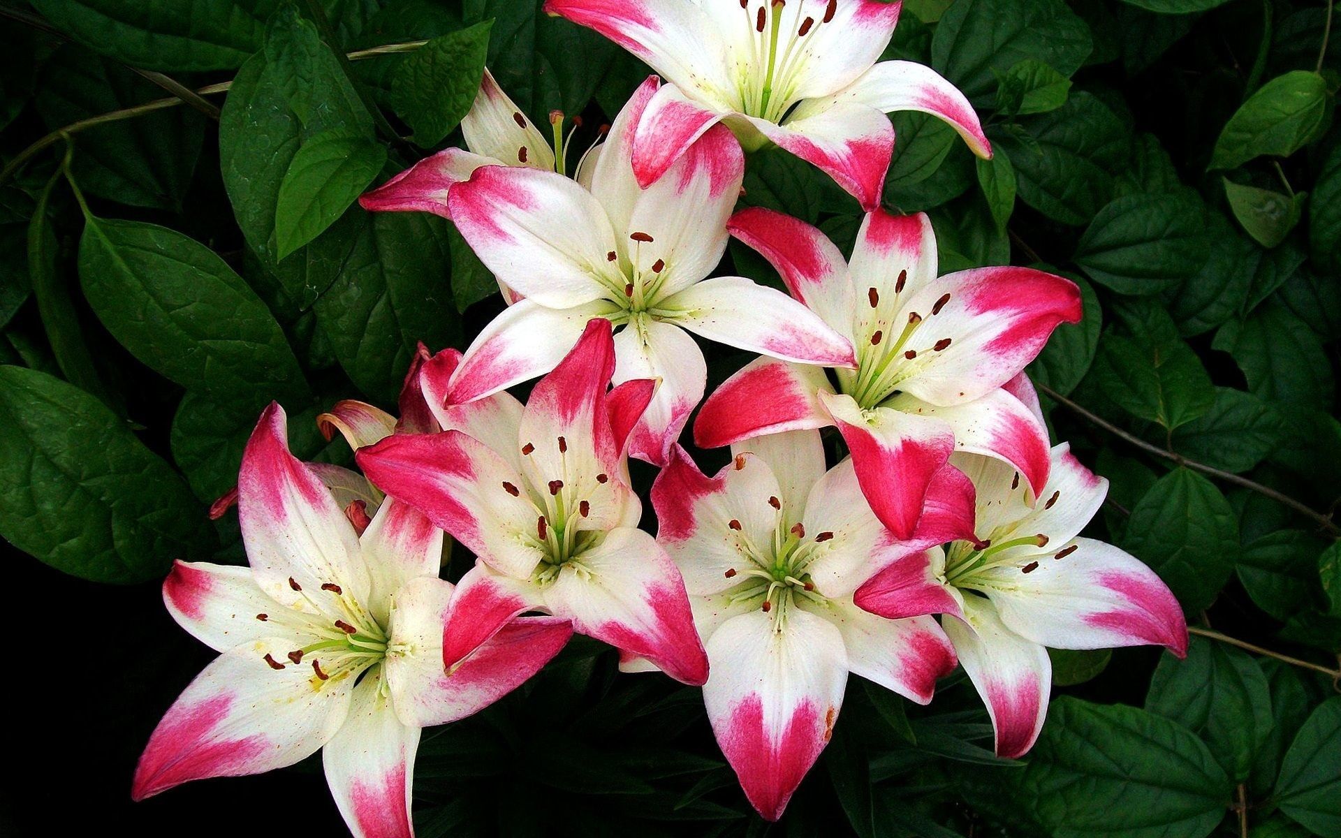 Lily Flower Wallpapers - Wallpaper Cave