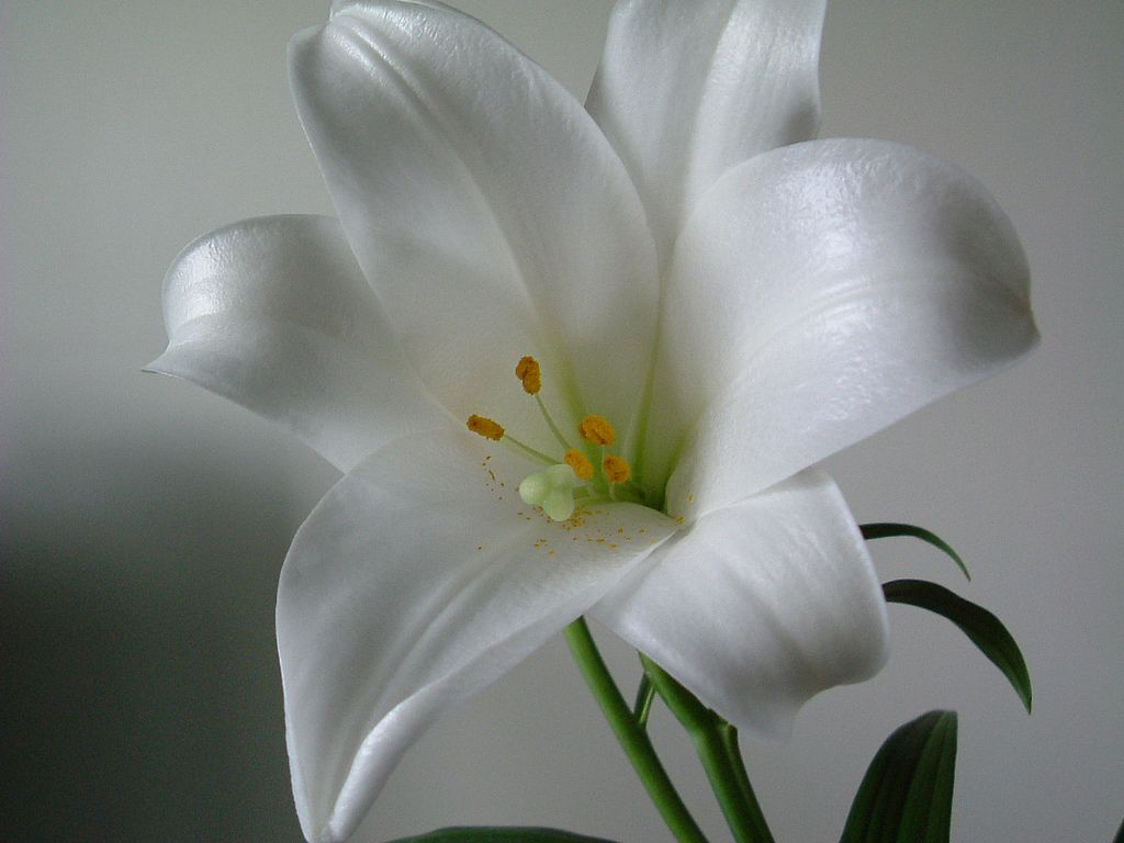 White Lily Flowers. White lily flower, Flower image wallpaper, Lily flower
