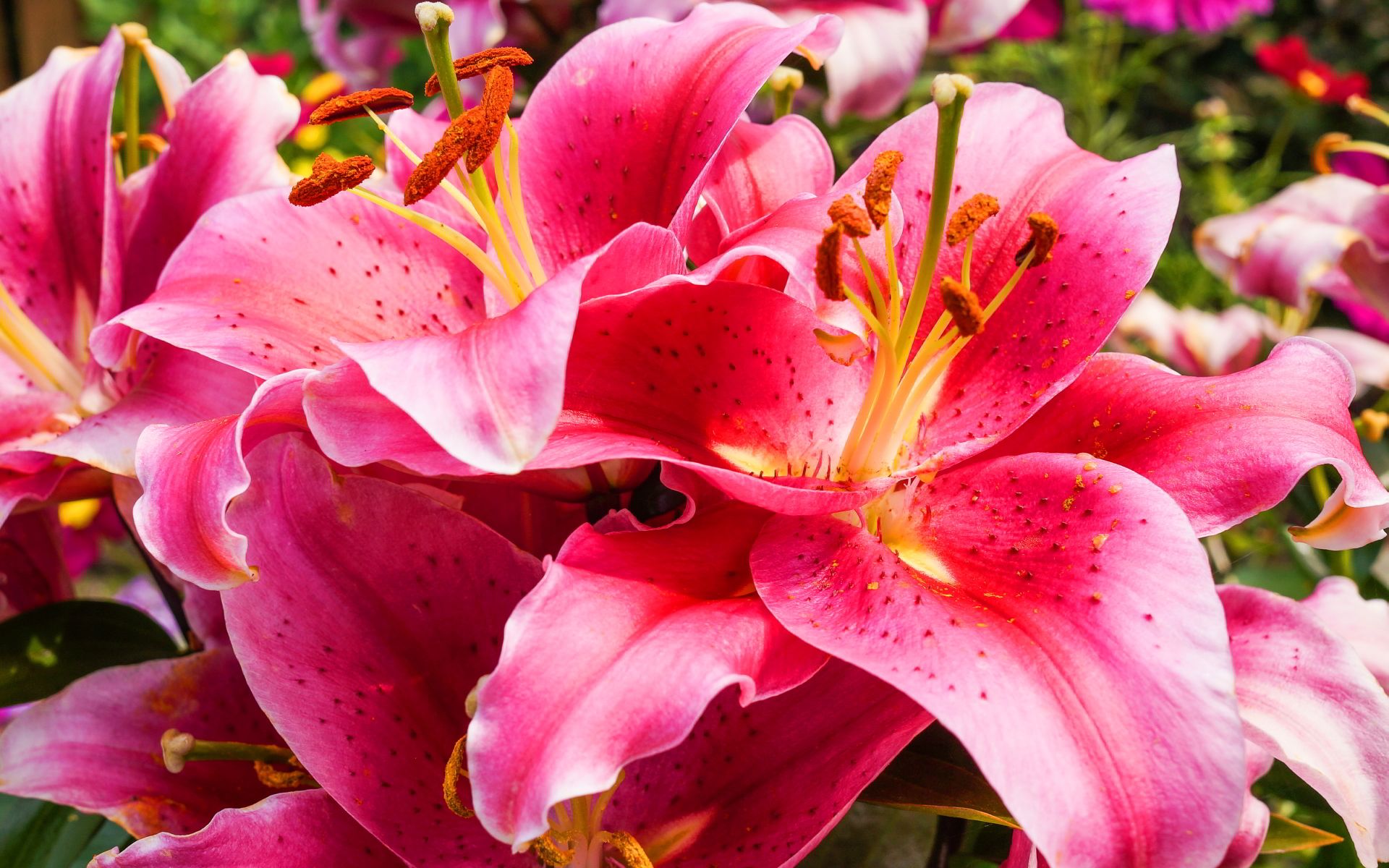 Free Lily Flower Wallpaper 41036 1920x1200px