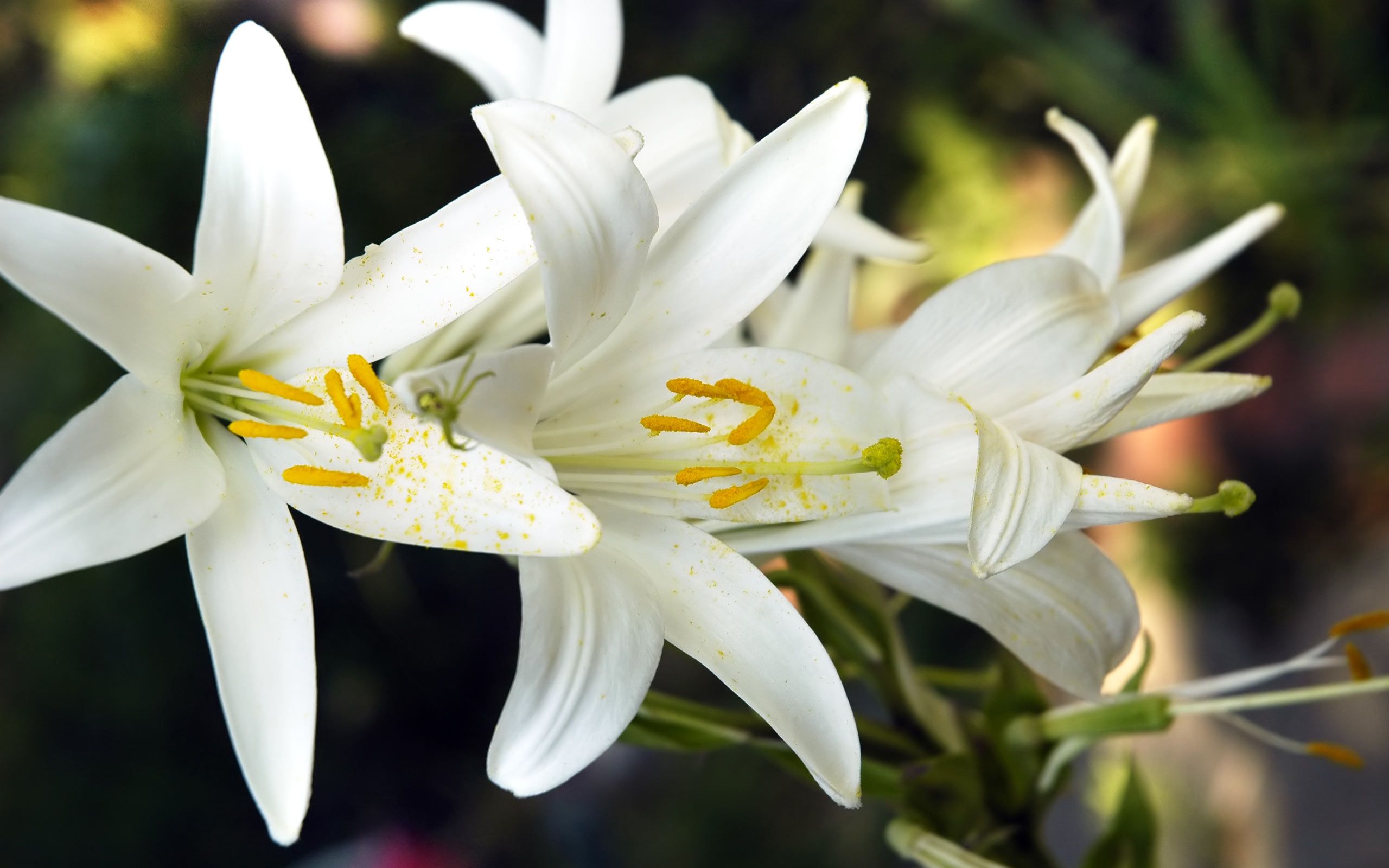 100+ Lily Pictures | Download Free Images on Unsplash