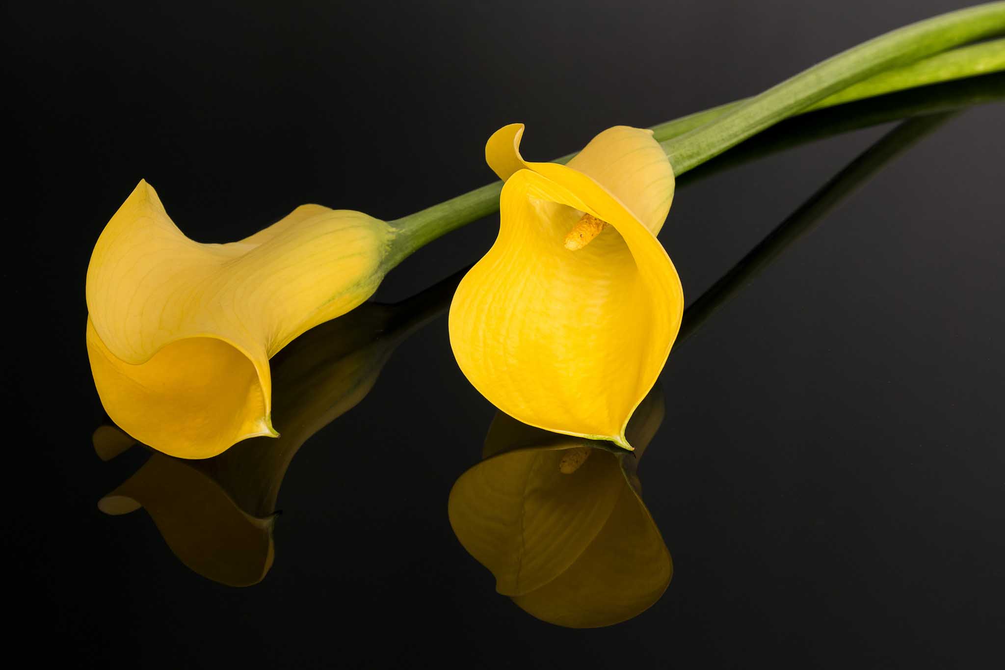 Calla Lily Flower HD Wallpaper