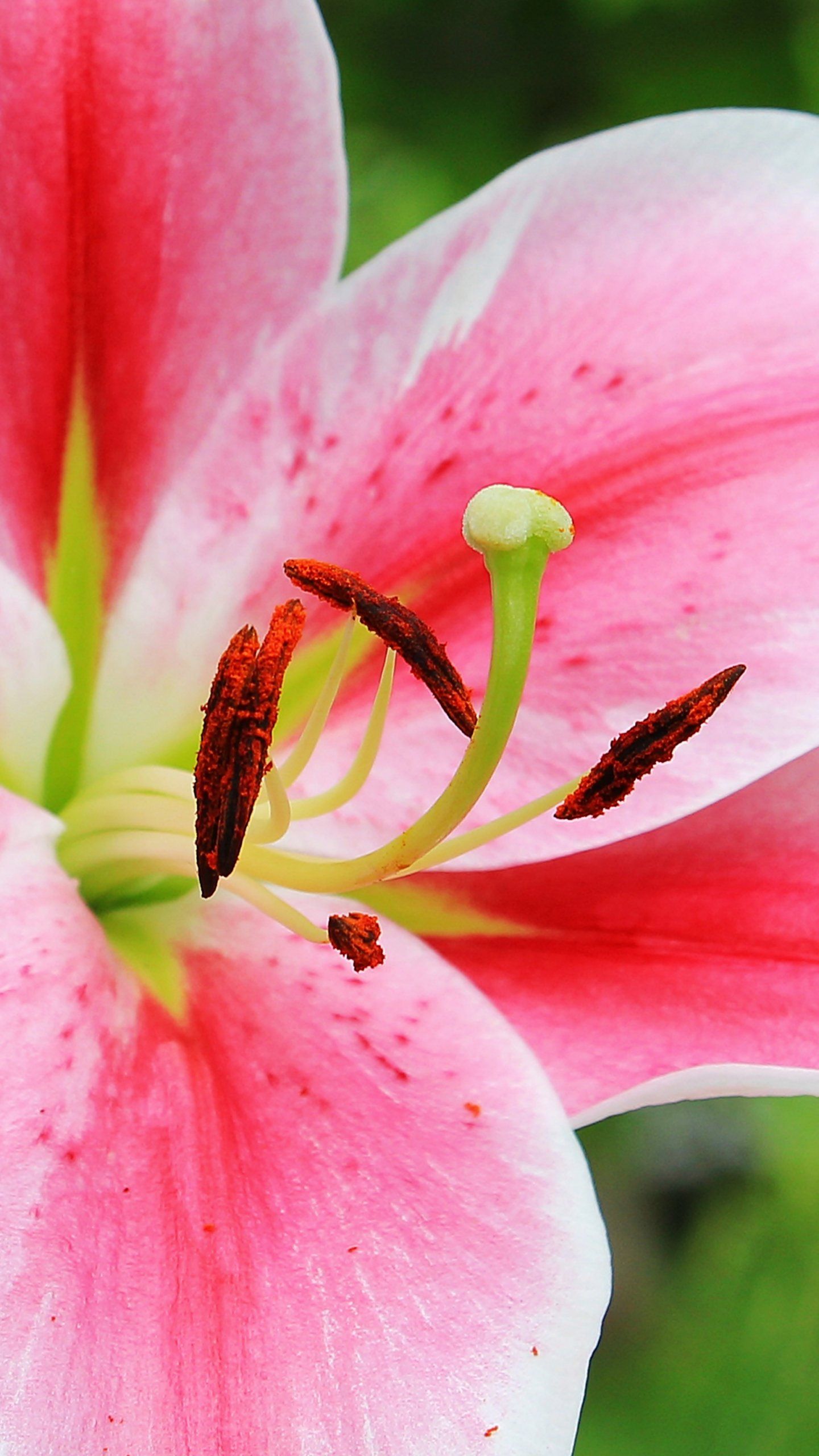 Lily Flower Wallpapers - Wallpaper Cave