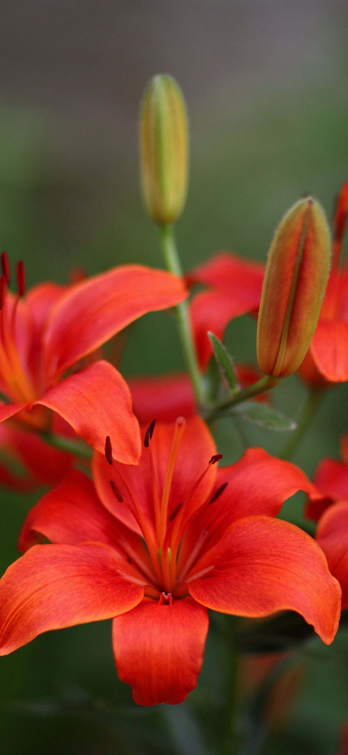 Red Lily Flowers Bloom 1125x2436 IPhone 11 Pro XS X Wallpaper, Background, Picture, Image