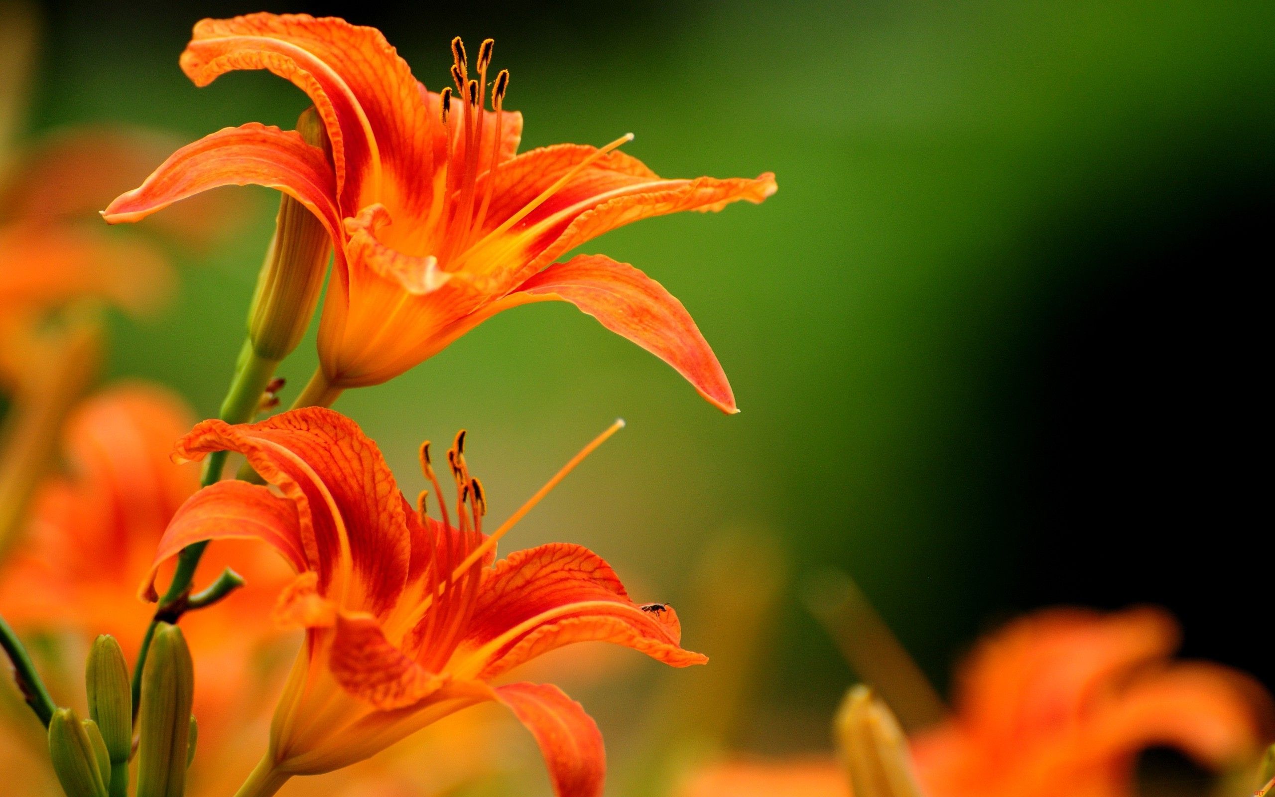 lilies, Flowers, Orange Flowers Wallpaper HD / Desktop and Mobile Background
