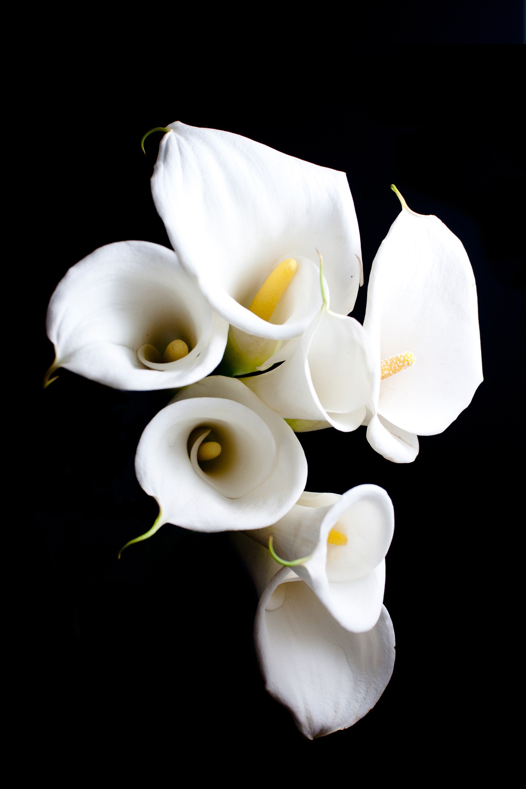White Calla Lily Flower Close Up 52016