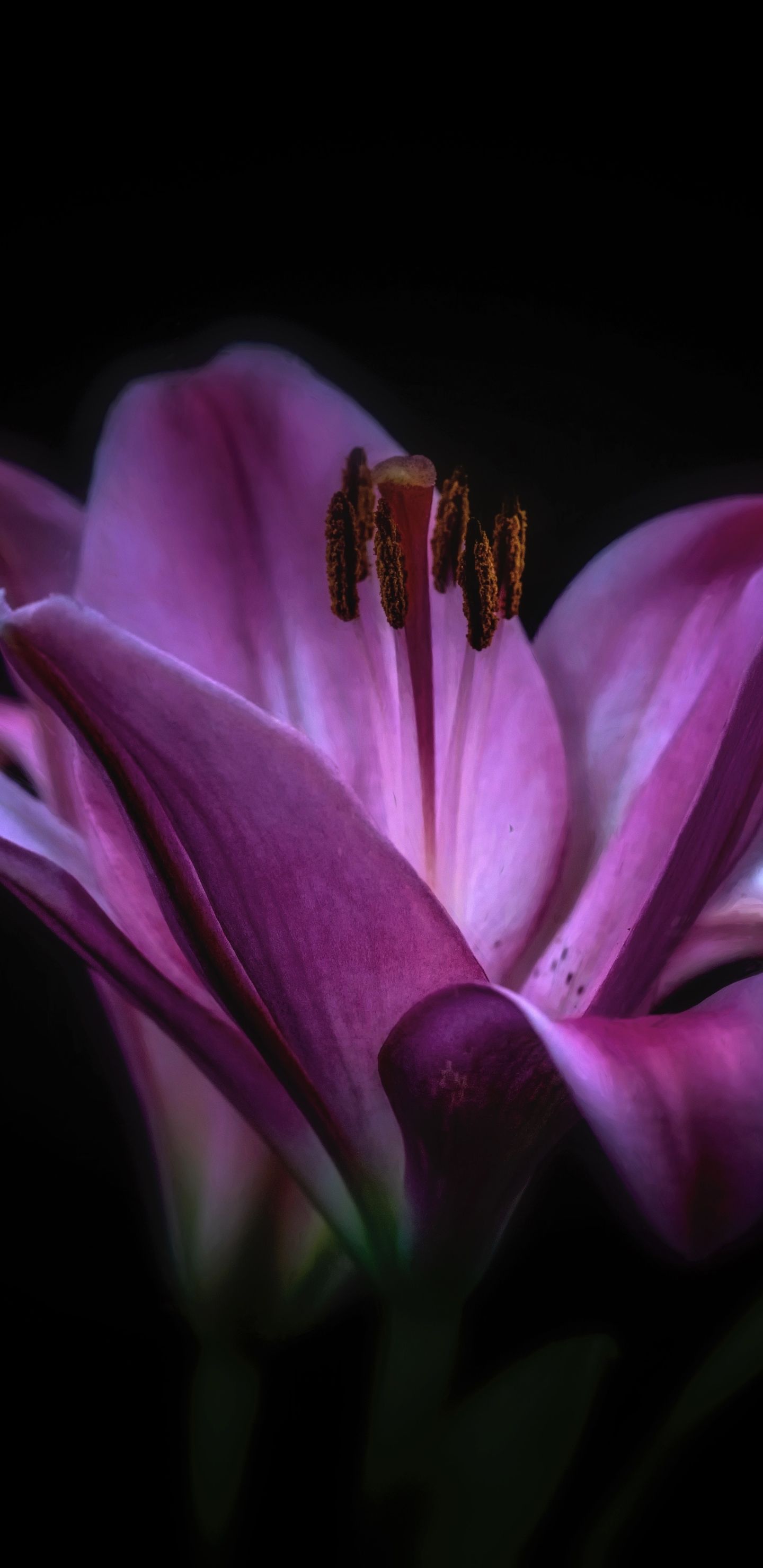 Earth Lily (1440x2960) Wallpaper