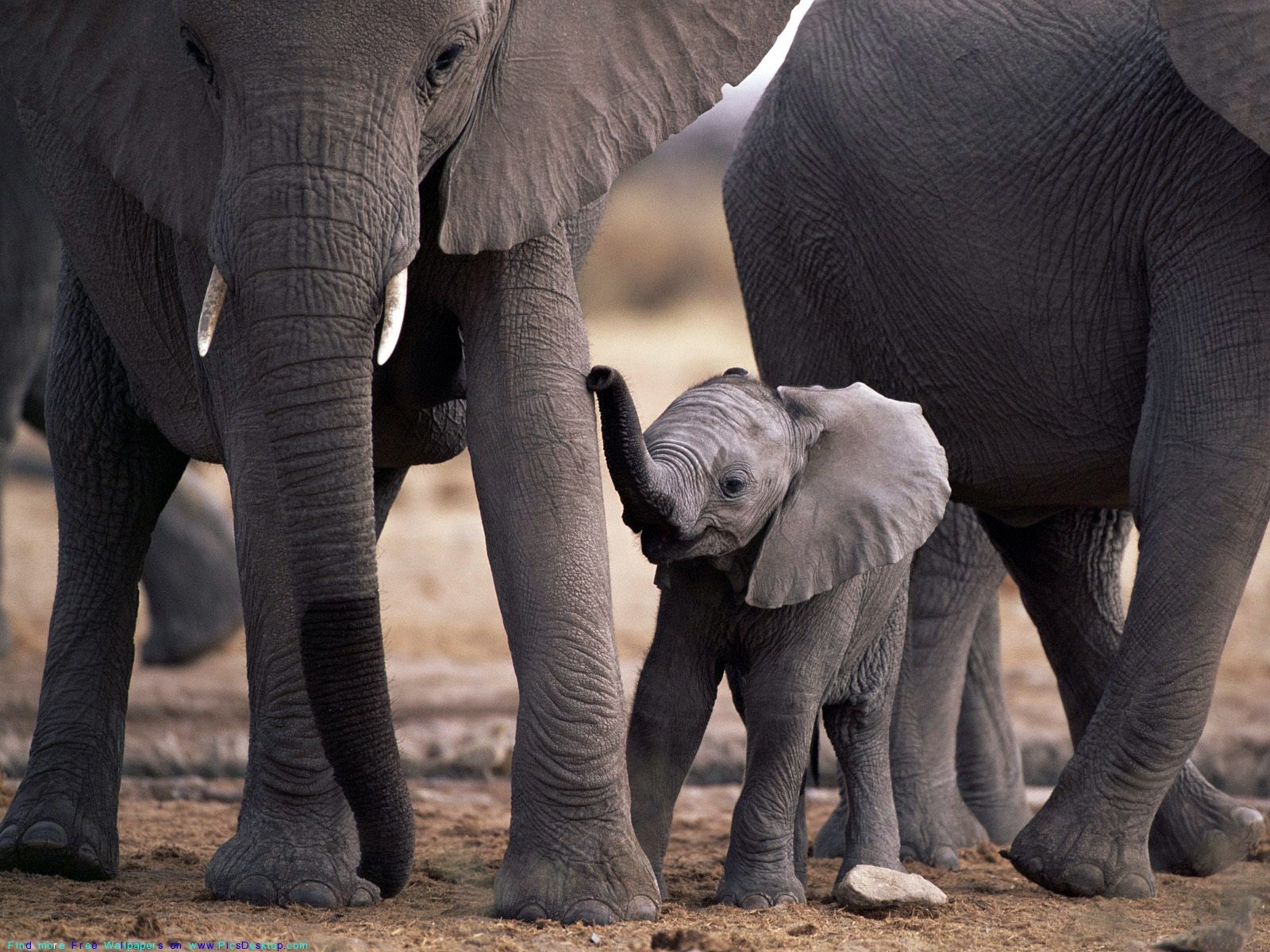 The Big African Elephants With Cute Elephant Calf Animals