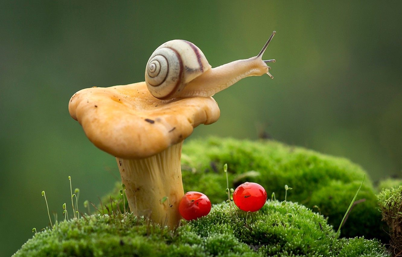 Wallpaper macro, berries, mushroom, moss, snail, Fox image