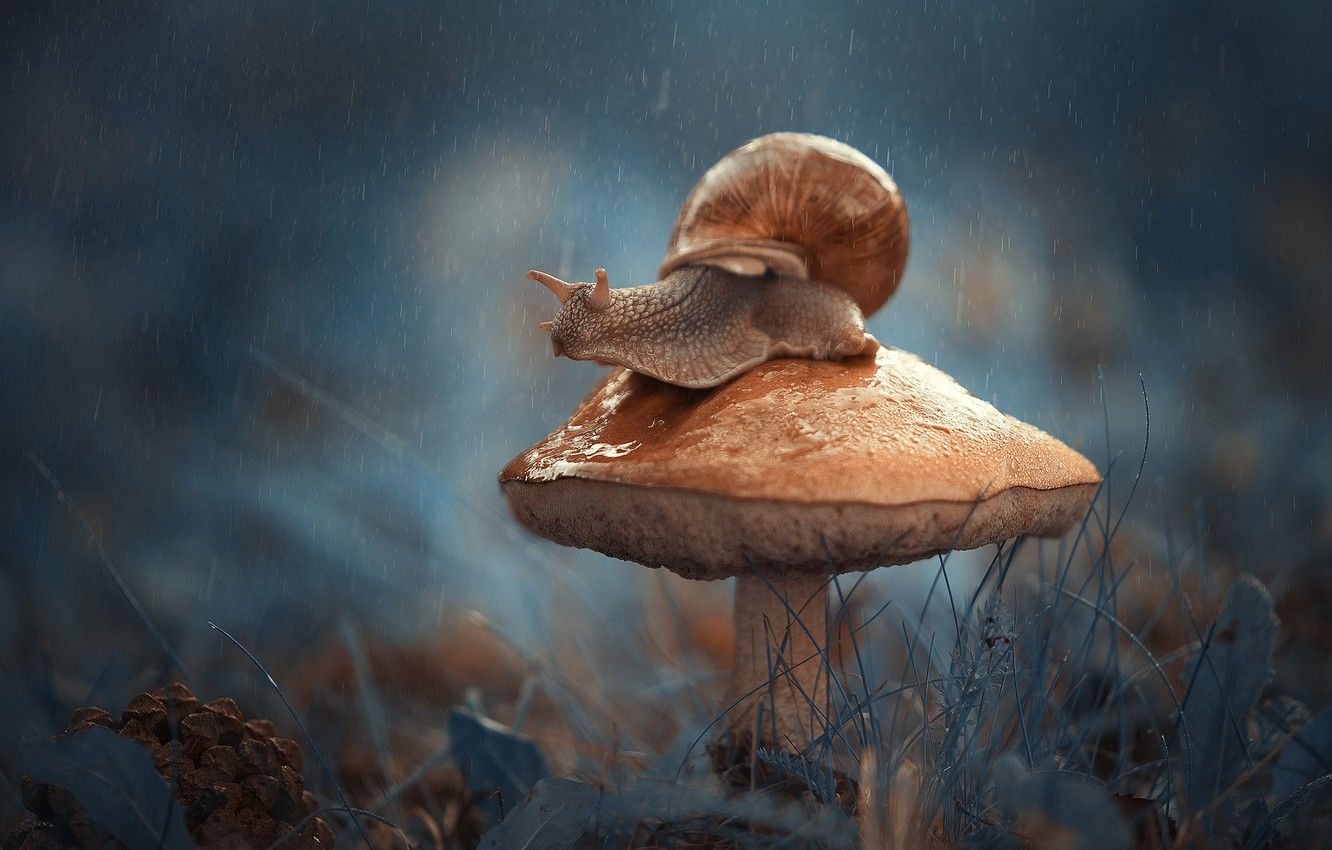 Snail On Mushroom Wallpapers - Wallpaper Cave