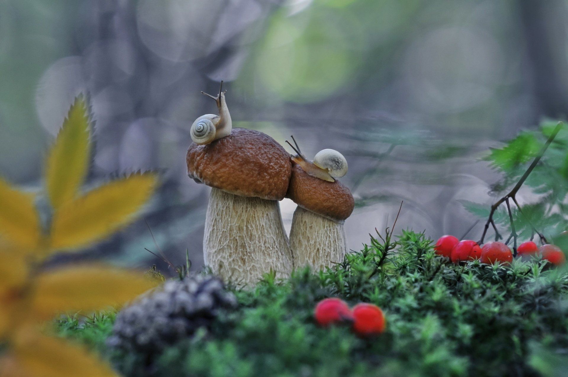 Snail On Mushroom Wallpapers - Wallpaper Cave