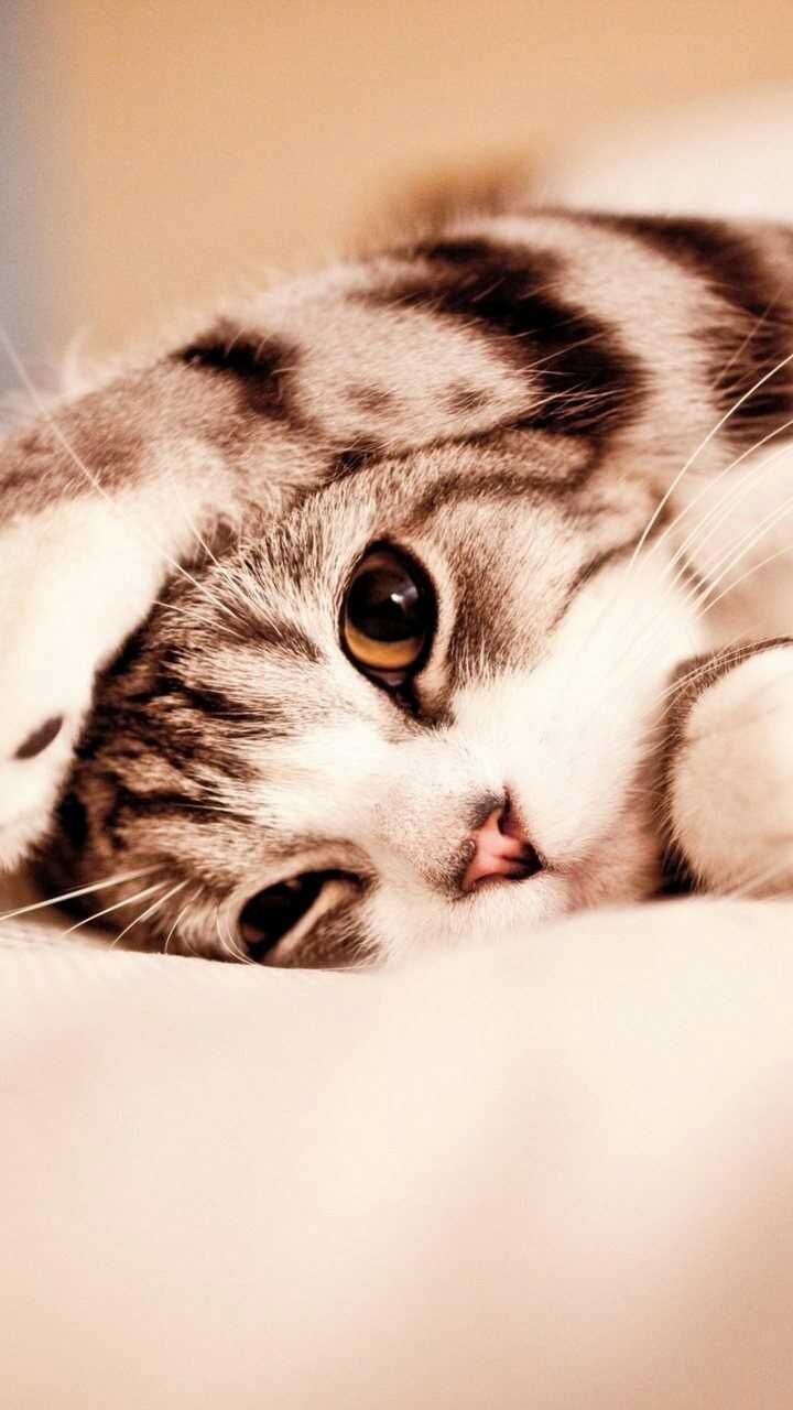 Cat iPhone Background. Cute cat wallpaper, Cute cats and kittens, Cute cats