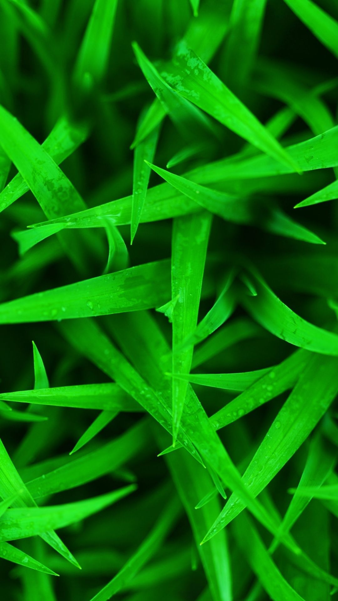 Grass HD Mobile Wallpapers - Wallpaper Cave
