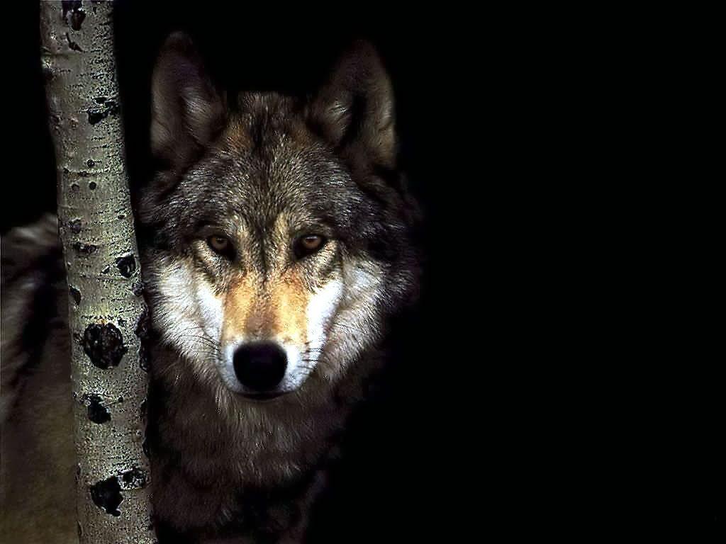 Wolf Wallpaper Wolf Animal Wallpaper Gallery