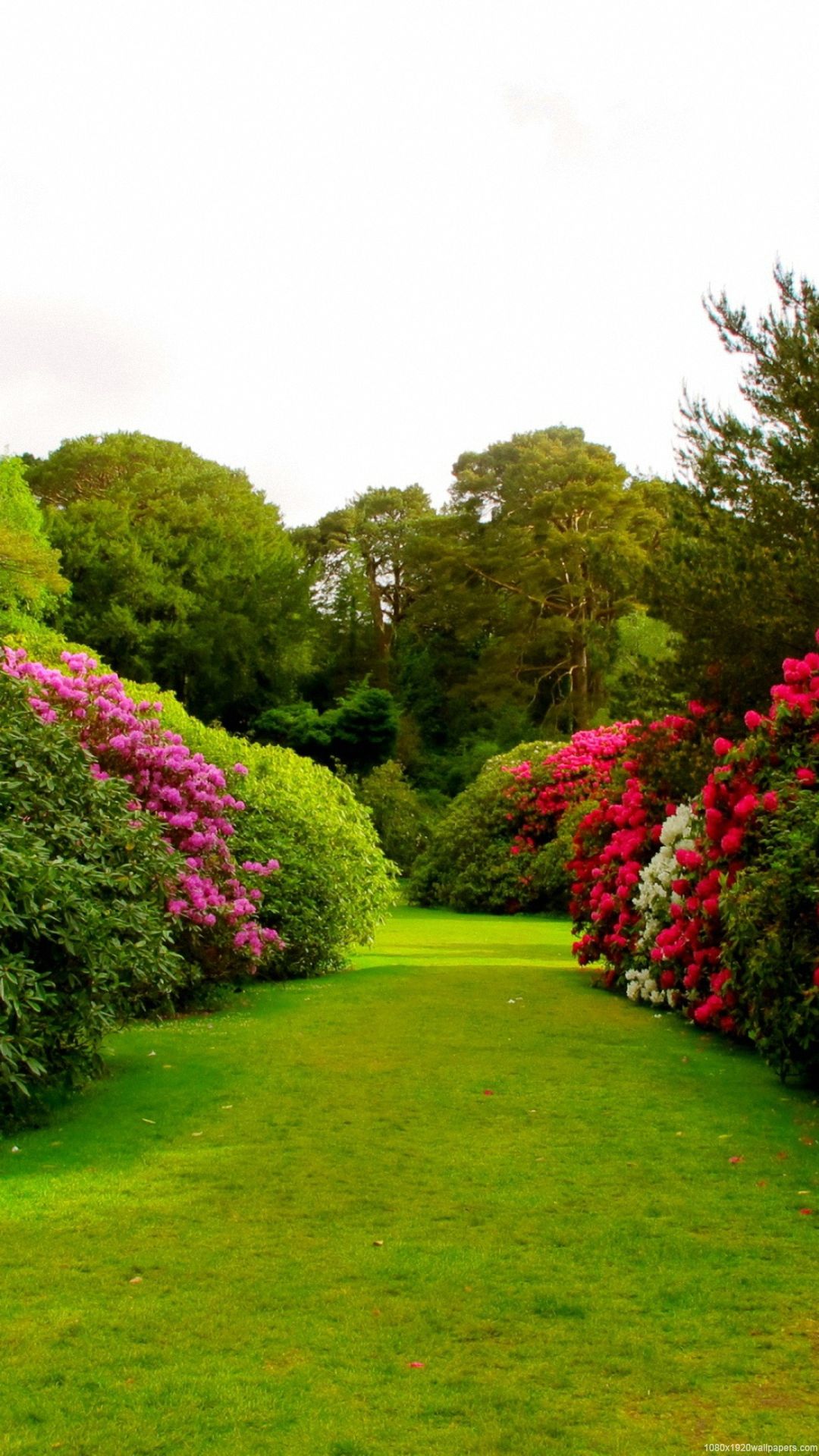 Flowers Grass Garden Wallpaper HD