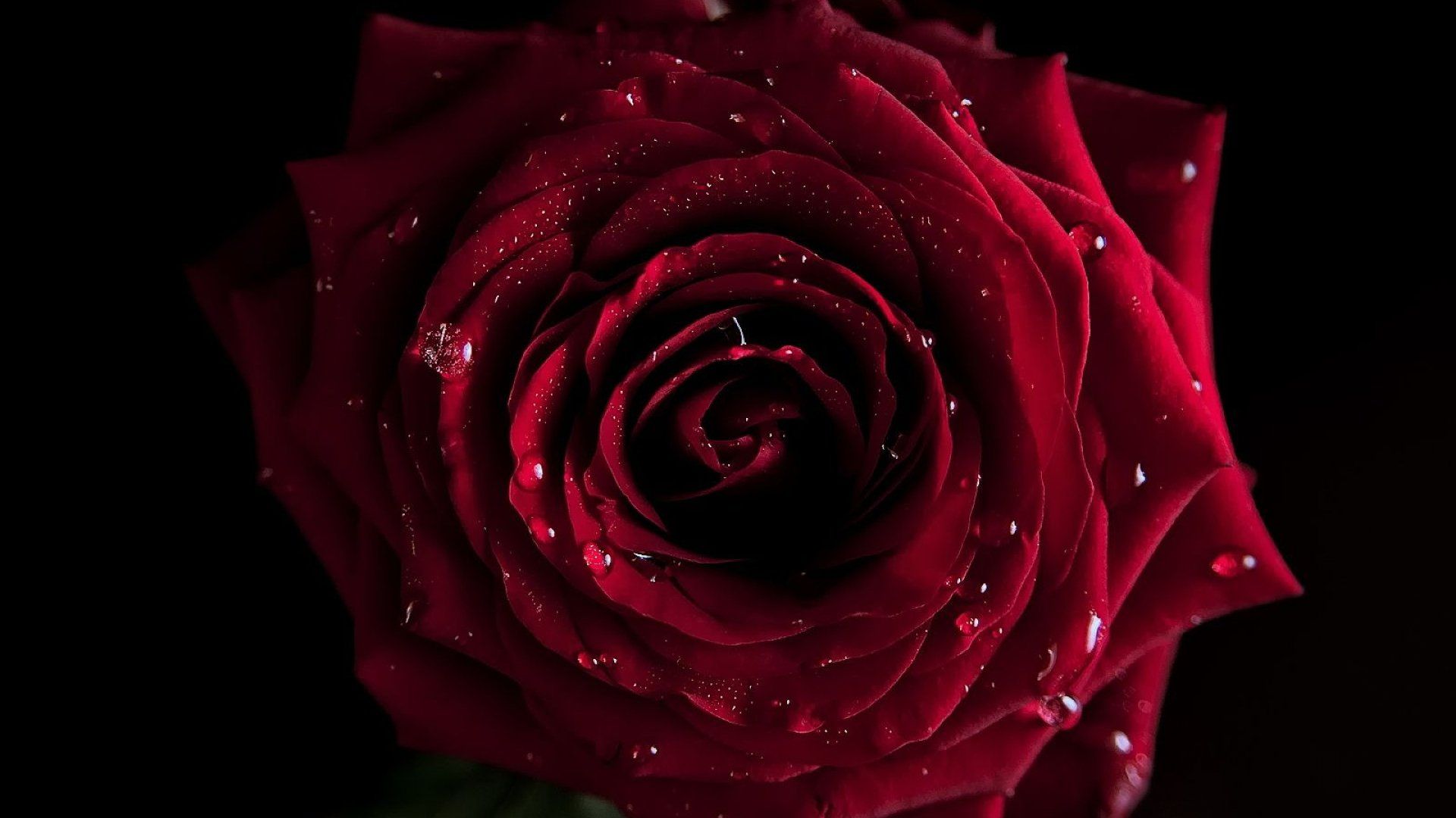 Red Rose HD Wallpaper