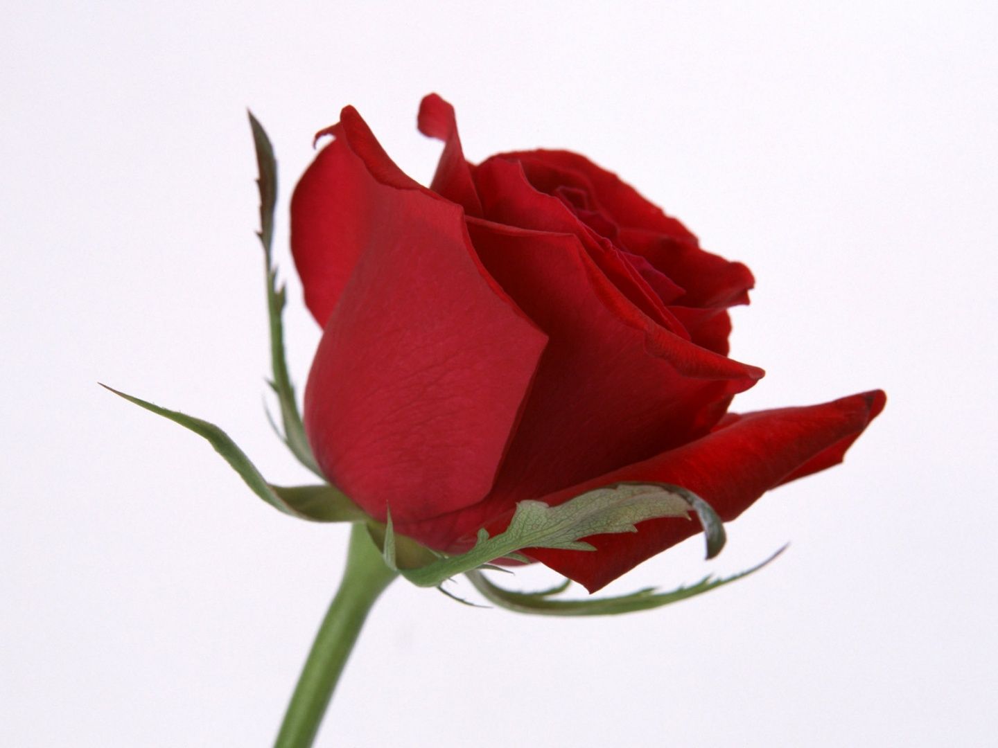 Unique Single Red Rose Flower Image. Top Collection of different