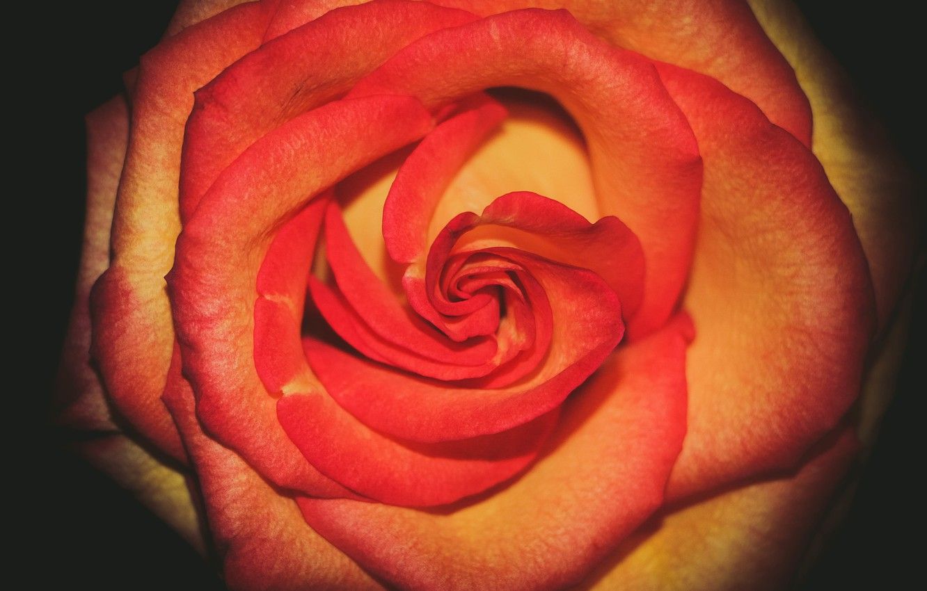 Wallpaper flower, rose, rose, flower, blume image for desktop