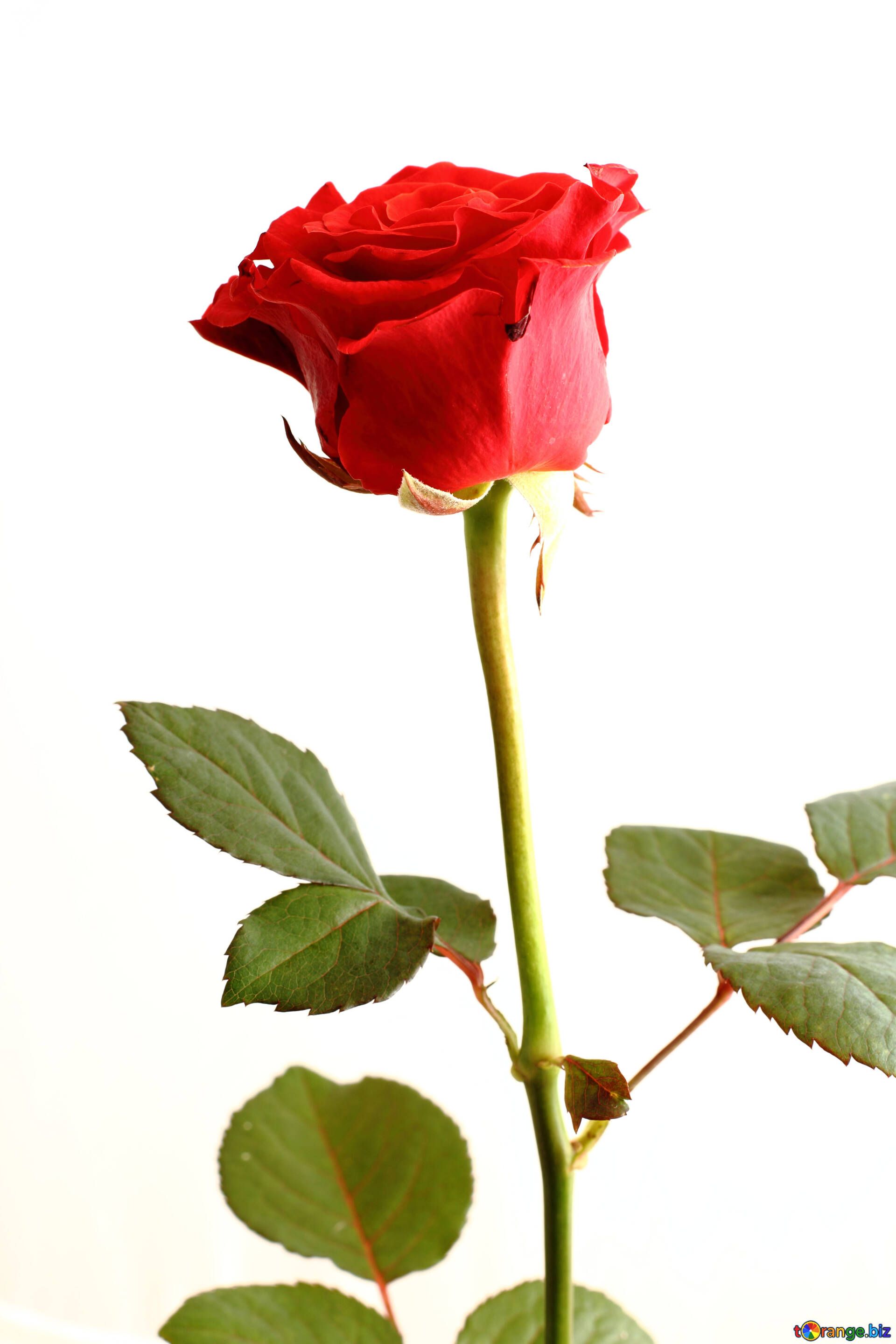 A whole rose on a white background flower red rose rose flower № 17044