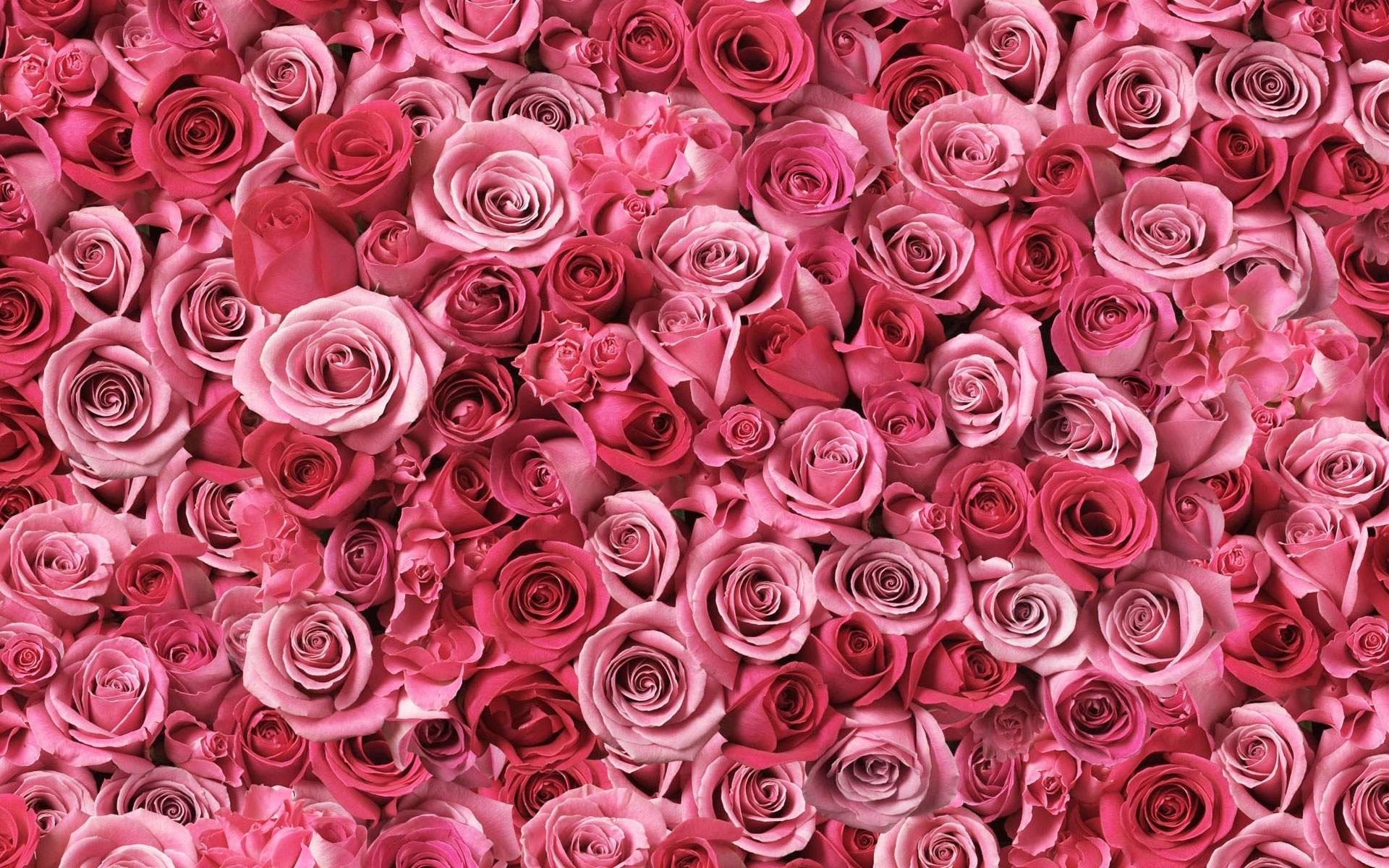 Pink Flower Wallpaper