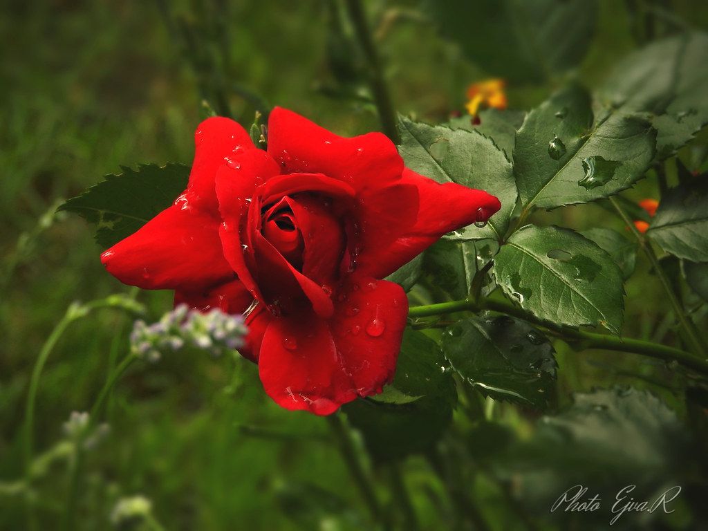 Red rose / Piros rózsa. blume flower növény petals pflanze