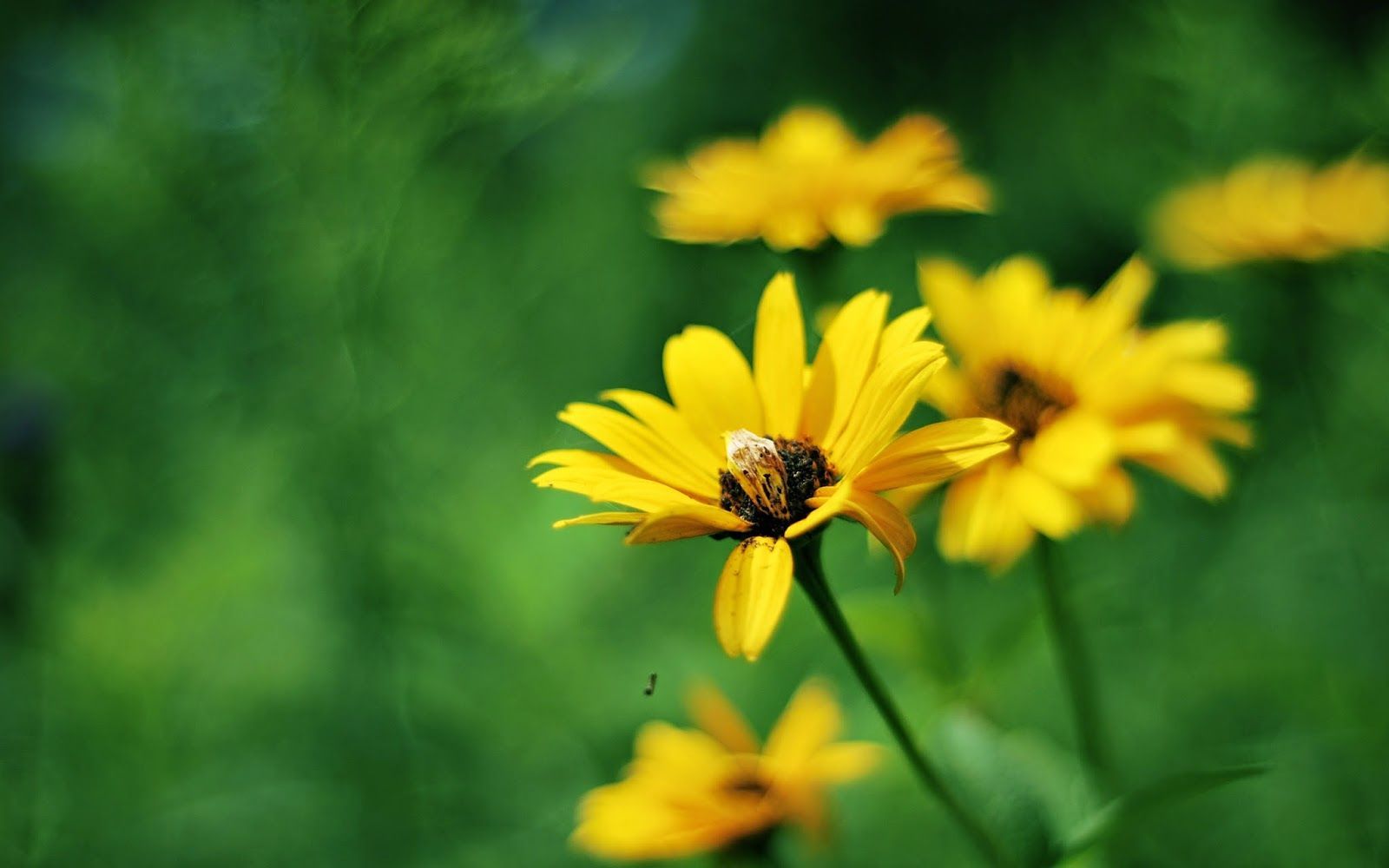 picture of Yellow Summer Flowers. Flowers free