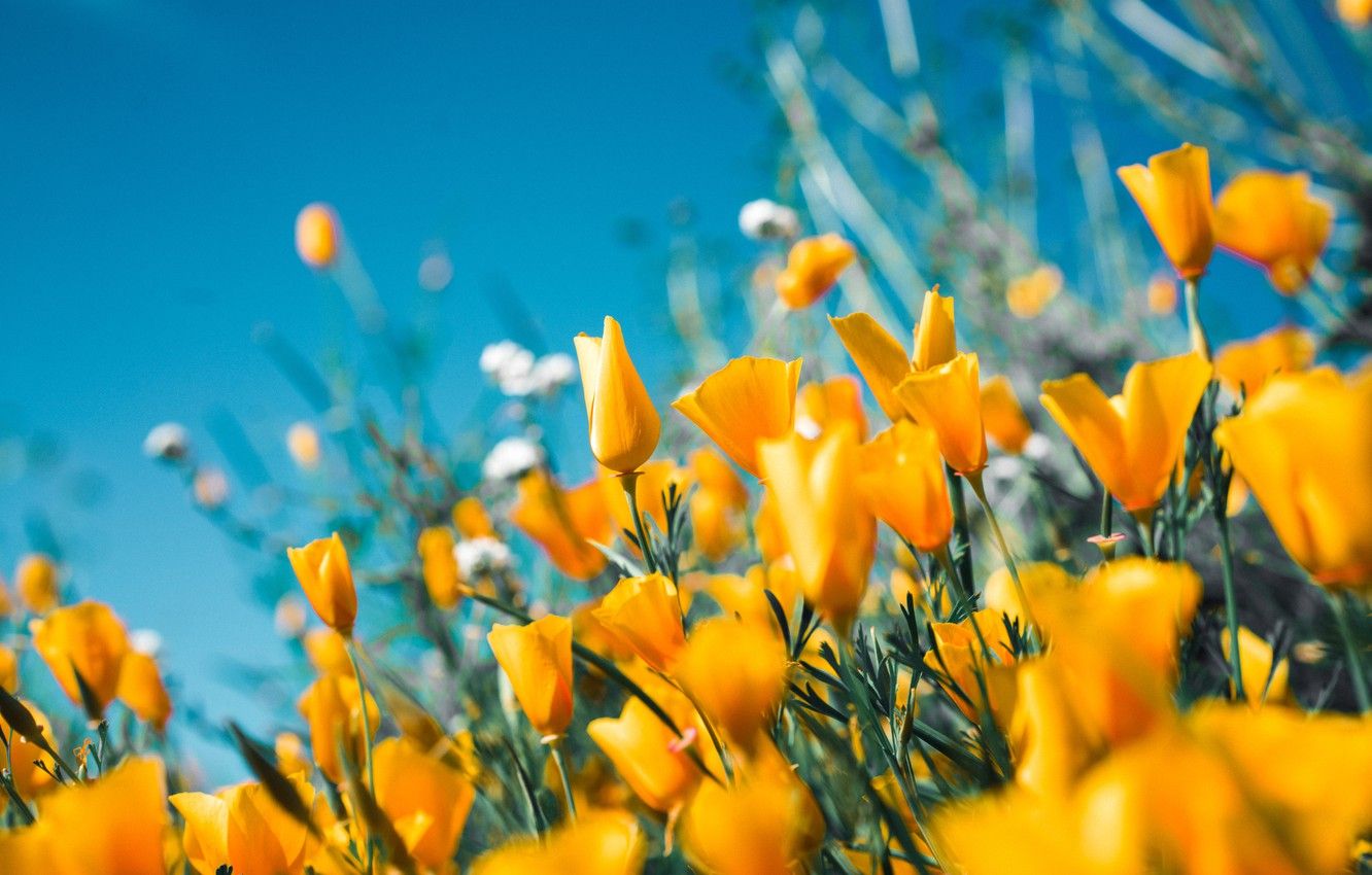 Wallpaper summer, flowers, yellow tulips image for desktop